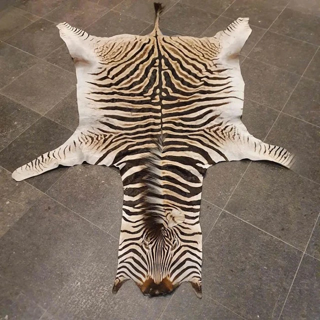 Burchell's Zebra Taxidermy full body mount - Equus...