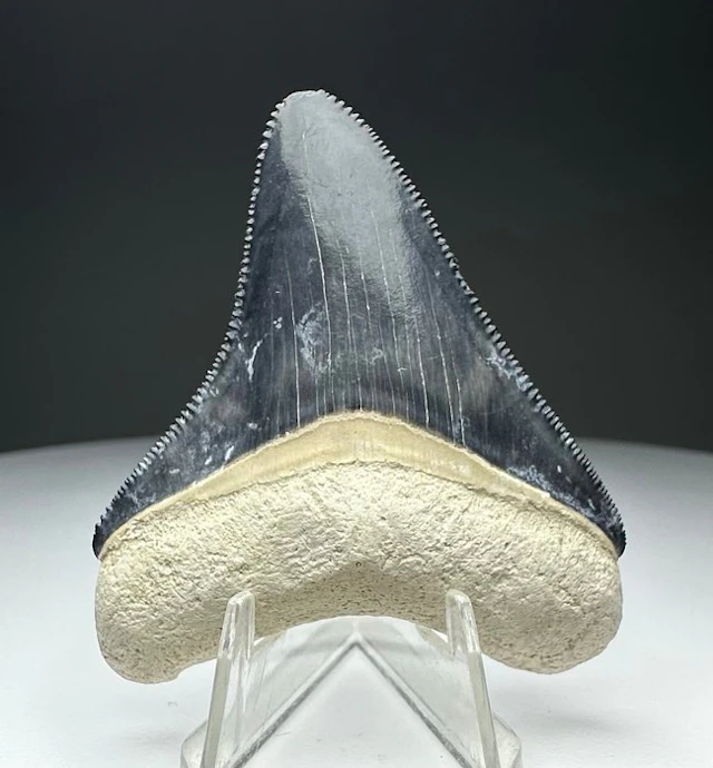Megalodon - Fossil tooth - 5.2 cm - 4.3 cm