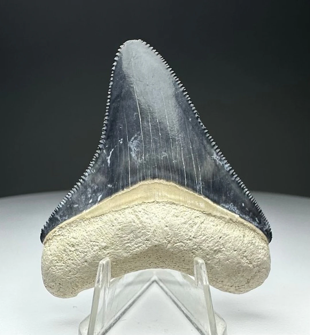 Megalodon - Fossil tooth - 5.2 cm - 4.3 cm