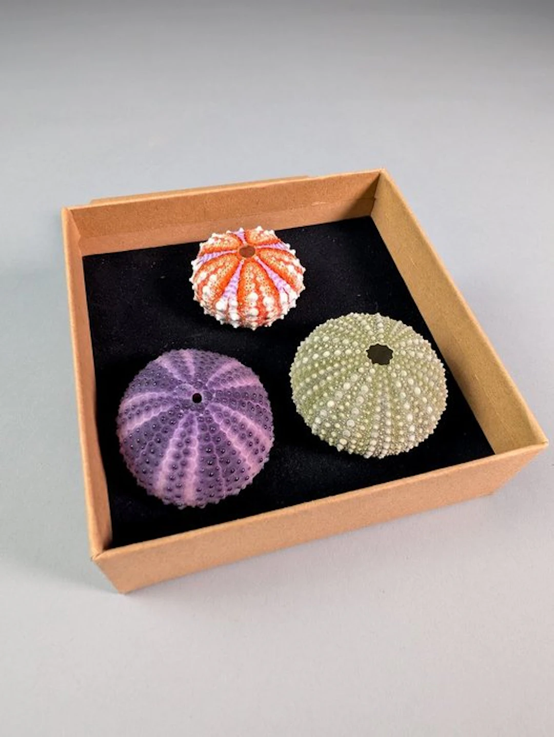 Set of 3 Collectible Sea Urchin Tests Sea shell - Paracentrotus lividus