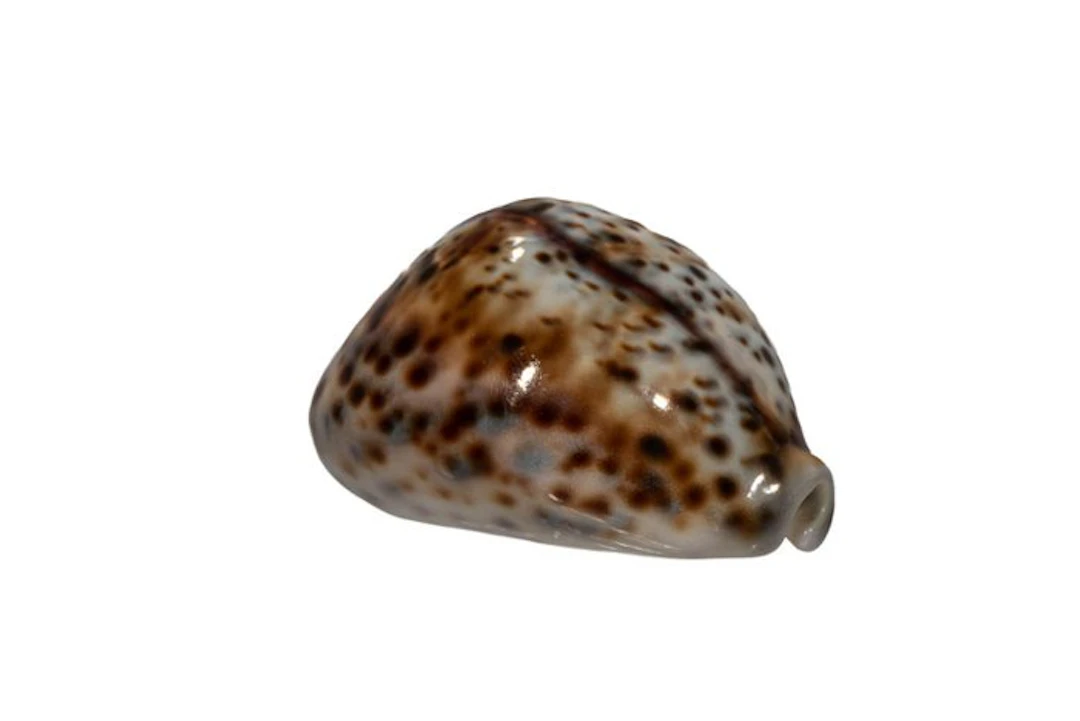 Cloud-Tiger Cowrie: Cypraea tigris f