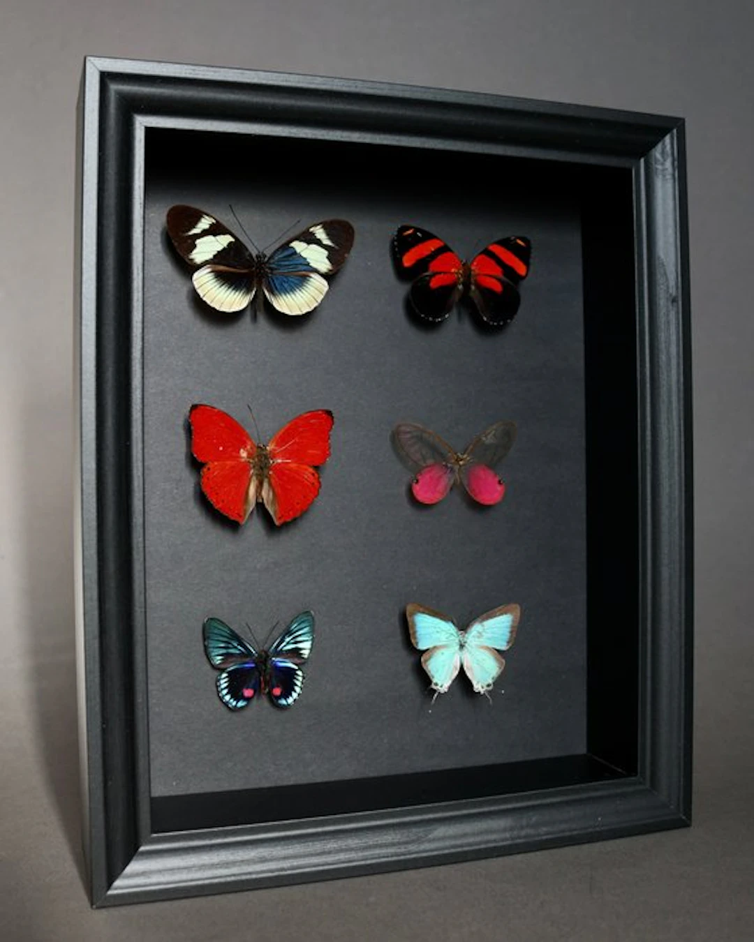 Butterfly Taxidermy full body mount - Cymothoe sangaris x Helioconus sp