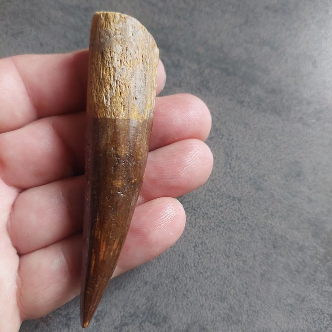 Spinosaur - Fossil tooth - Spinosaurus aegyptiacus - 100 mm - 25 mm
