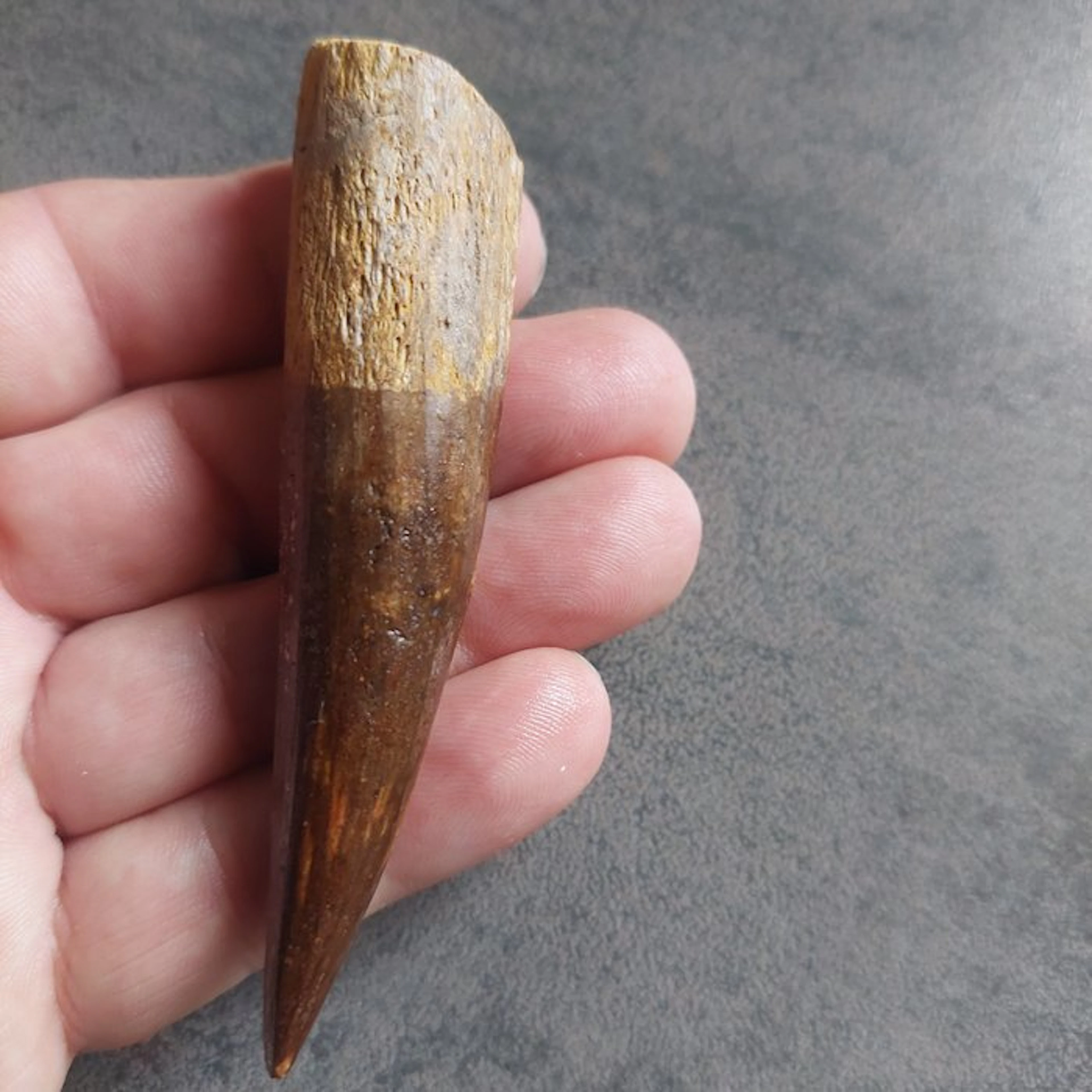 Spinosaur - Fossil tooth - Spinosaurus aegyptiacus - 100 mm - 25 mm