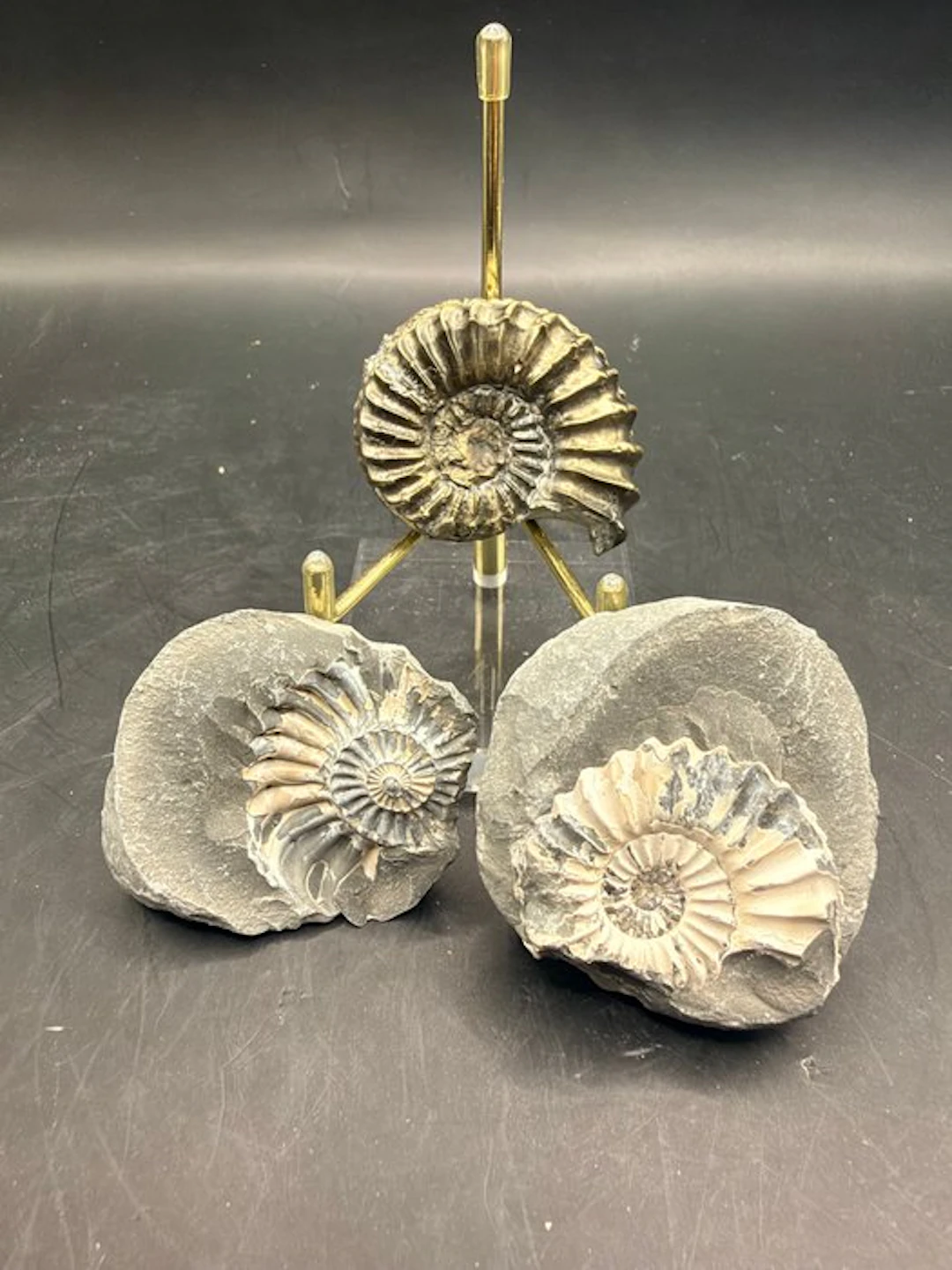 Ammonite - Fossilised animal - Pleuroceras - 4.5 cm (No reserve price)