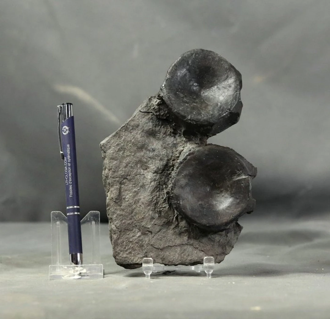 Natural ichthyosaur vertebrae - On original stone...