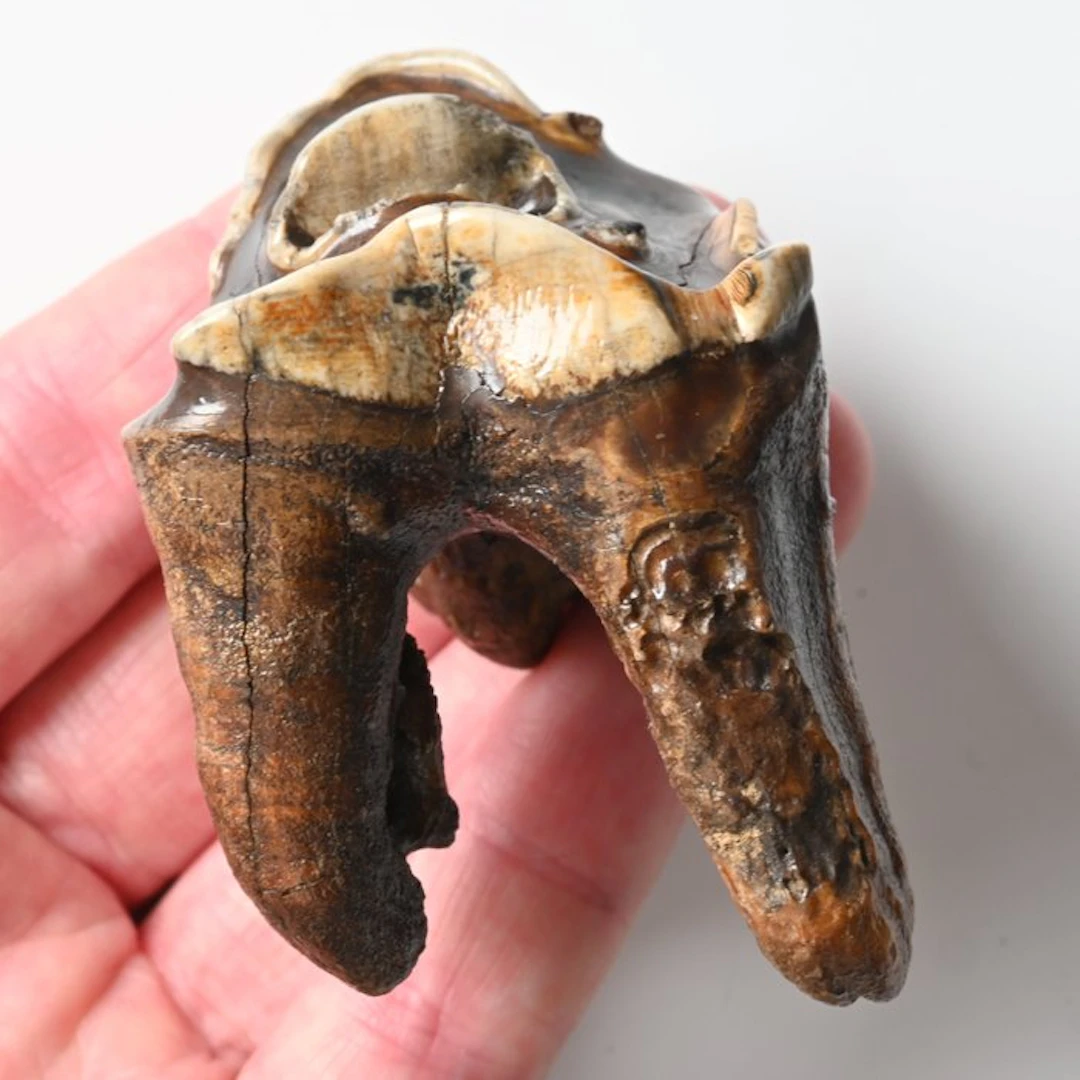 Woolly Rhinoceros - Fossil tooth - Coelodonta...