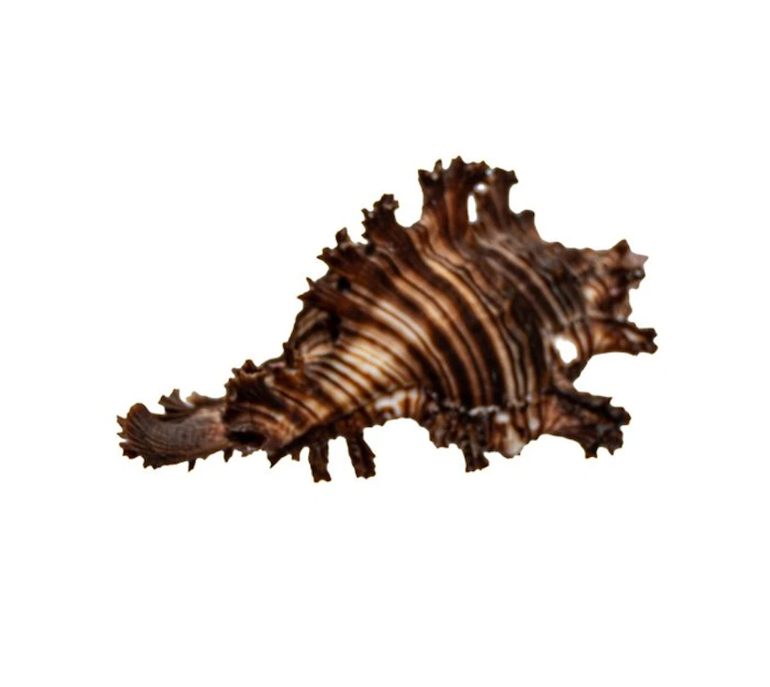 Exotic giant spiny snail – Chicoreus ramosus (120 mm) –...