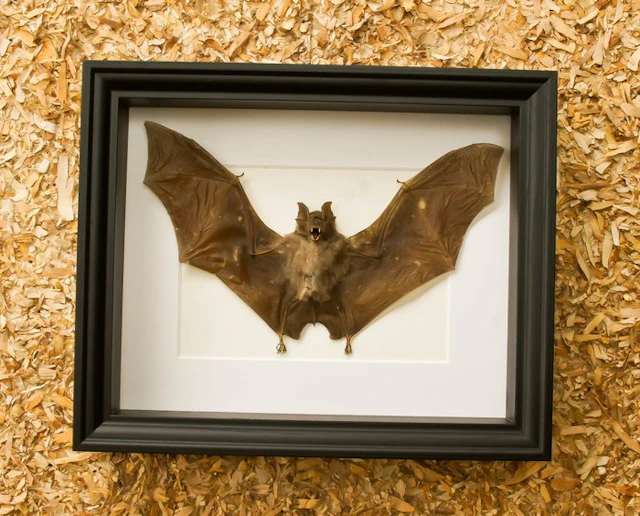 Painted Vesper Bat - framed Taxidermy full body mount...