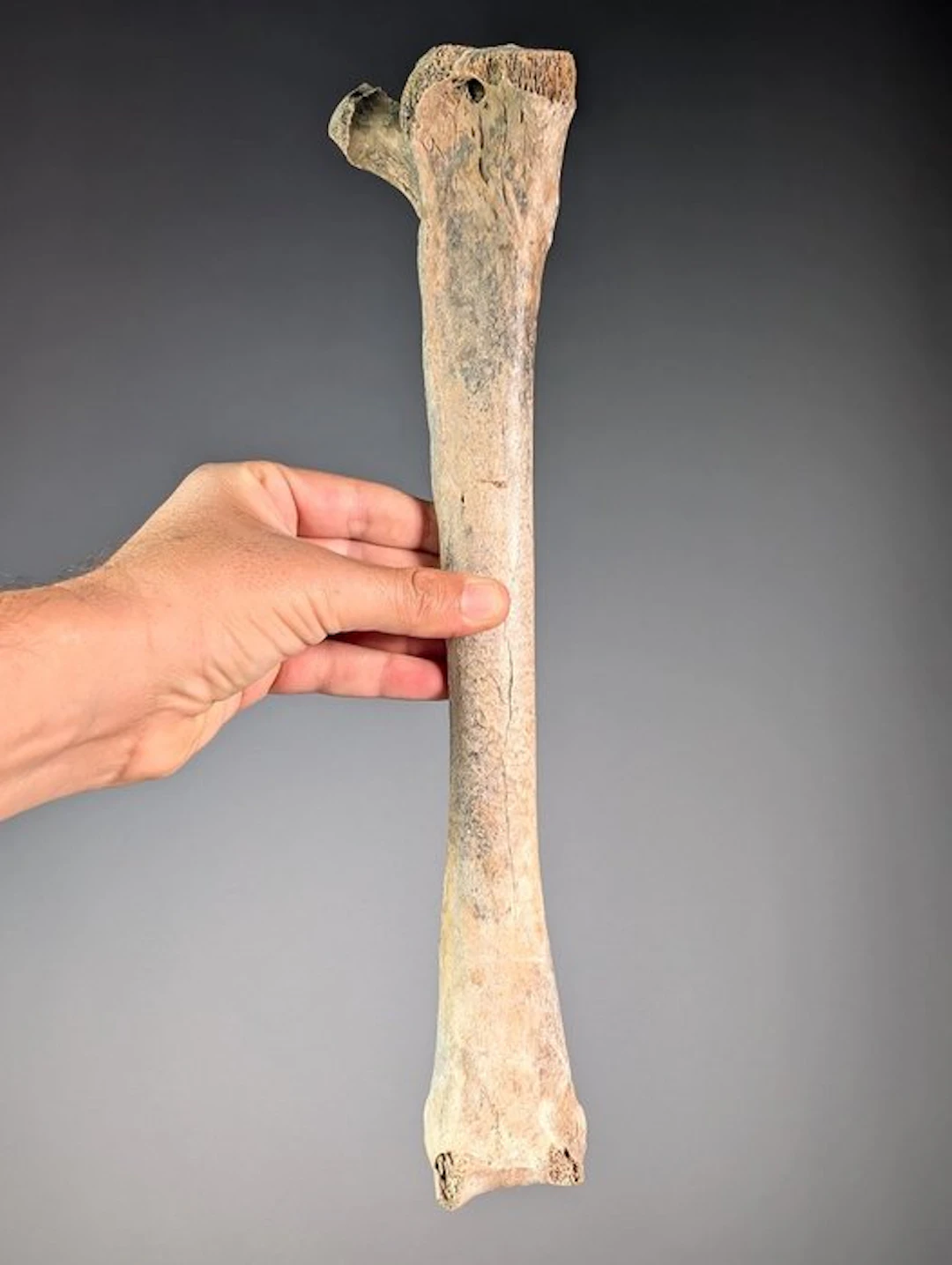 Left Tibia of Mullerornis - Fossil tibia bone - Mullerornis sp