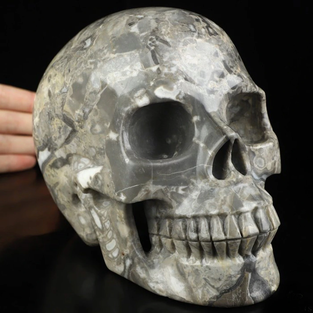 3.375 kg; 17.10 x 13.10 cm; fossil XXL skull crinoid...