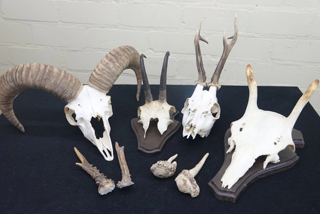 Miscellaneous Trophies - Skull - non-CITES species - 0 cm...