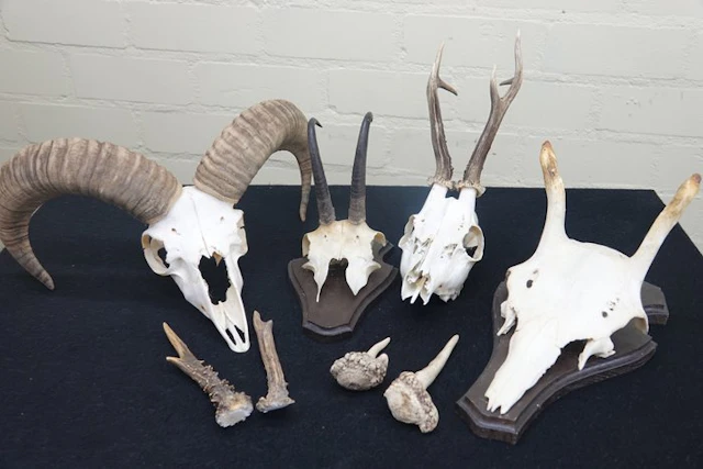 Miscellaneous Trophies - Skull - non-CITES species - 0 cm...