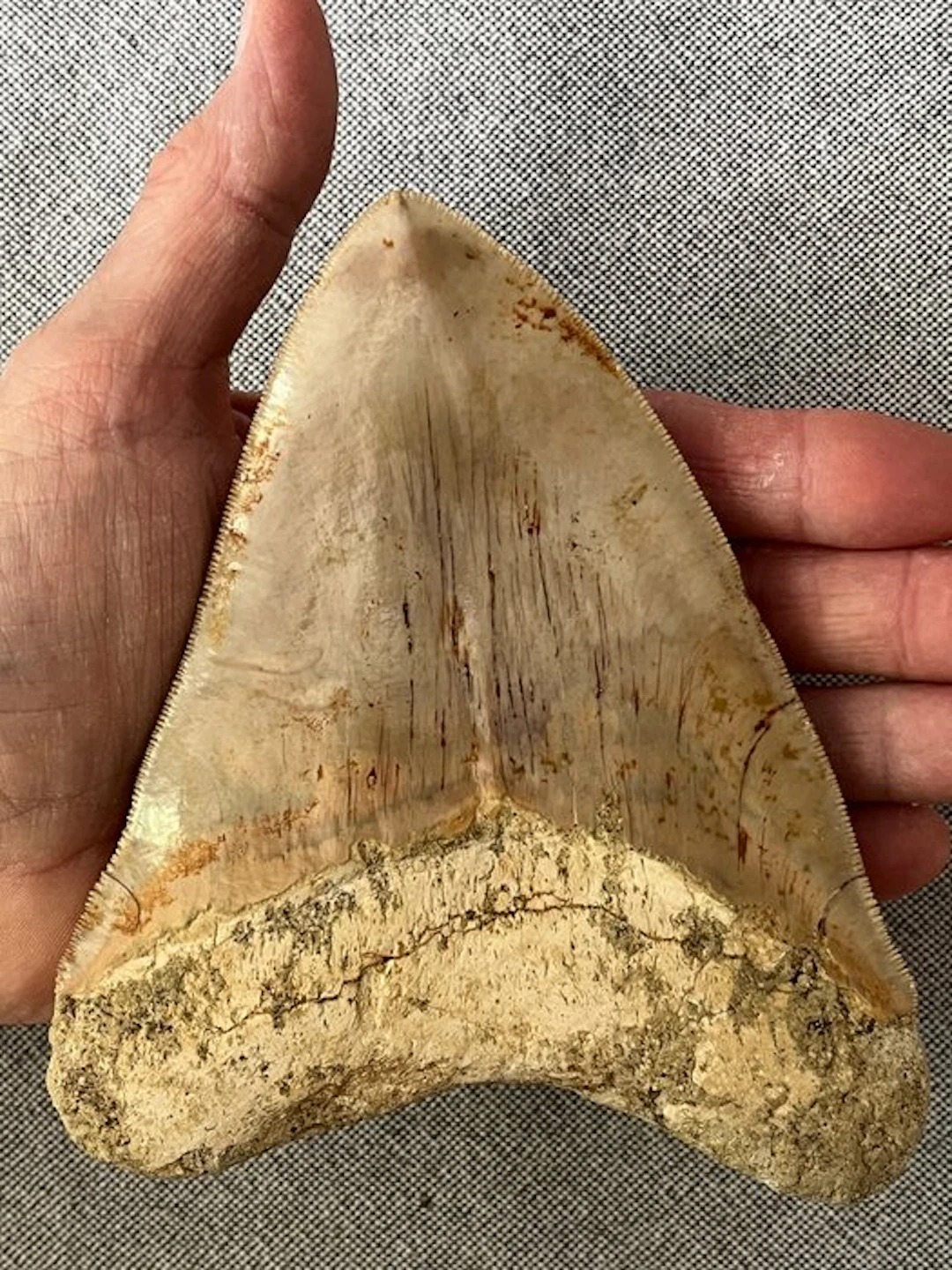 Huge Megalodon tooth 14,3 cm - Fossil tooth - Carcharocles megalodon