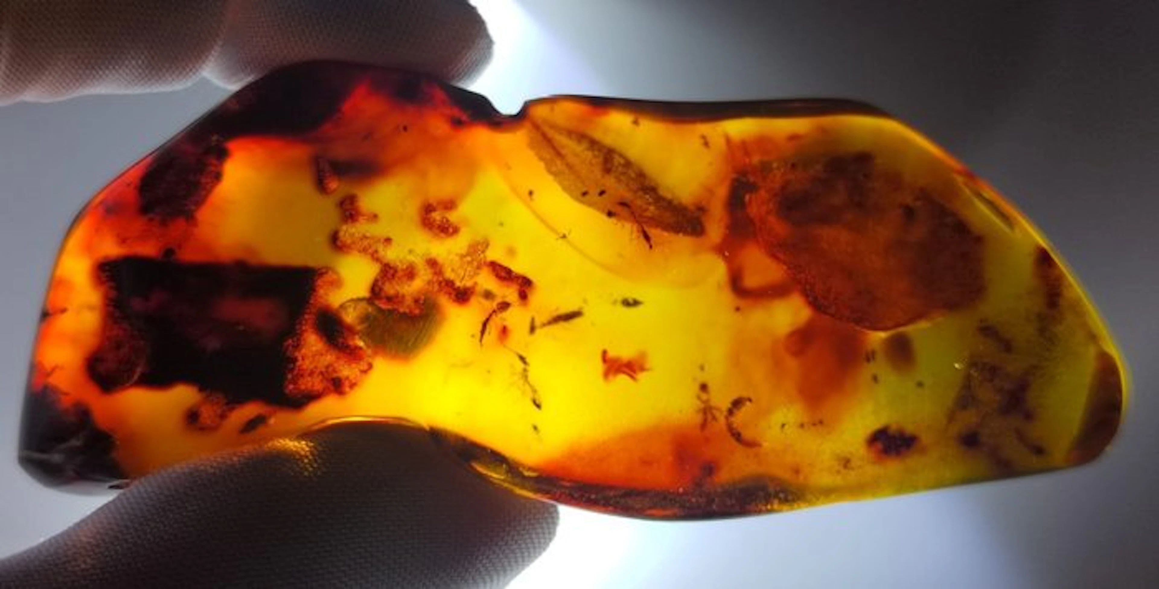 FOSSlL-AMAZING!! Dominican amber- 43.76 g