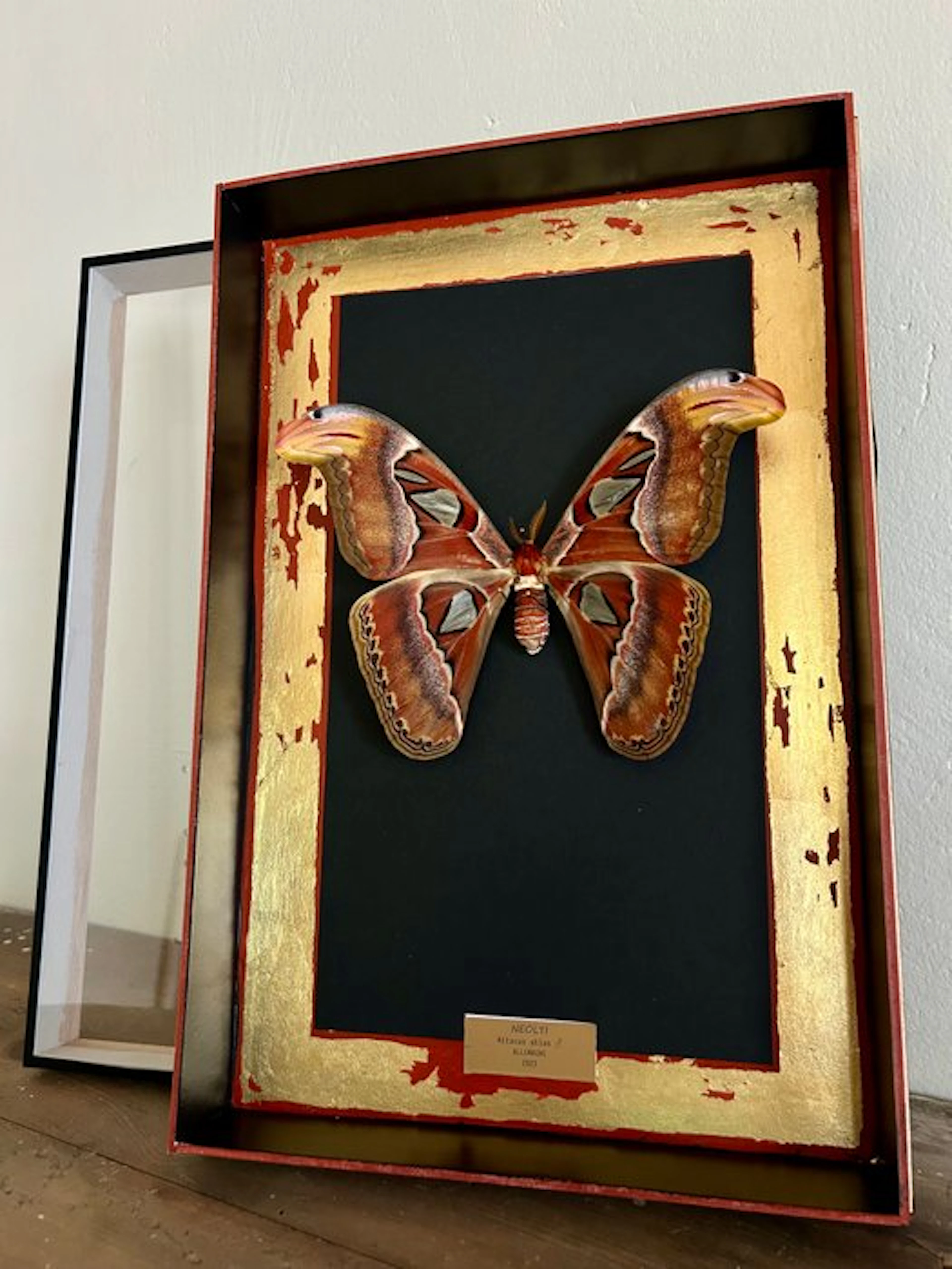 Moth Taxidermy full body mount - Attacus atlas - 39 cm...