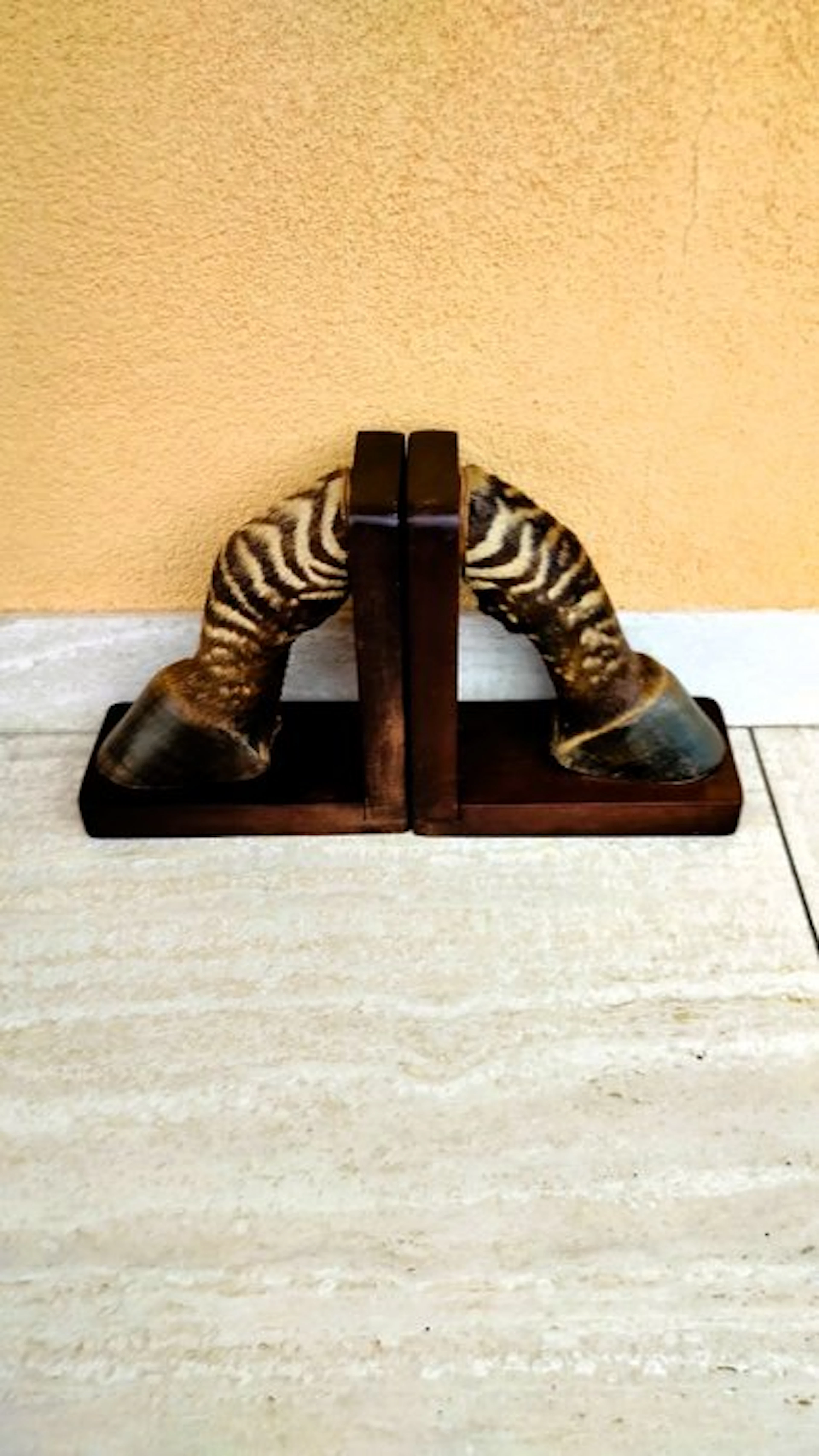 Zebra Taxidermy full body mount - Equus zebra - 20 cm - 9...