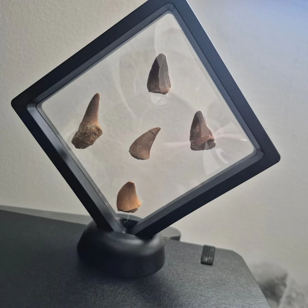 Mosasaur - Fossil teeth - 11 cm - 11 cm (No reserve price)