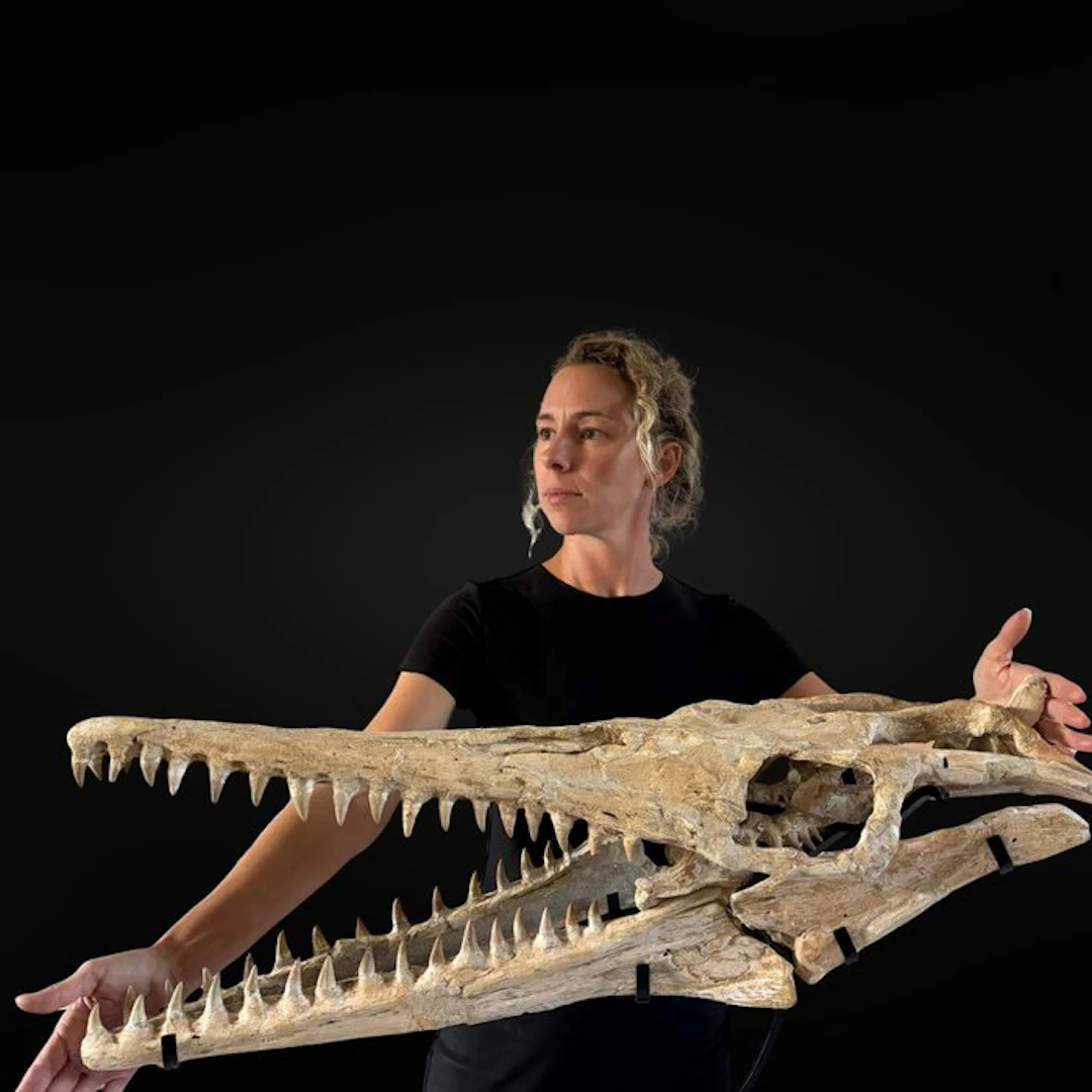 Exceptionnel et rare Mosasaure Platecarpus - Fossil skull - Mosasaurus sp