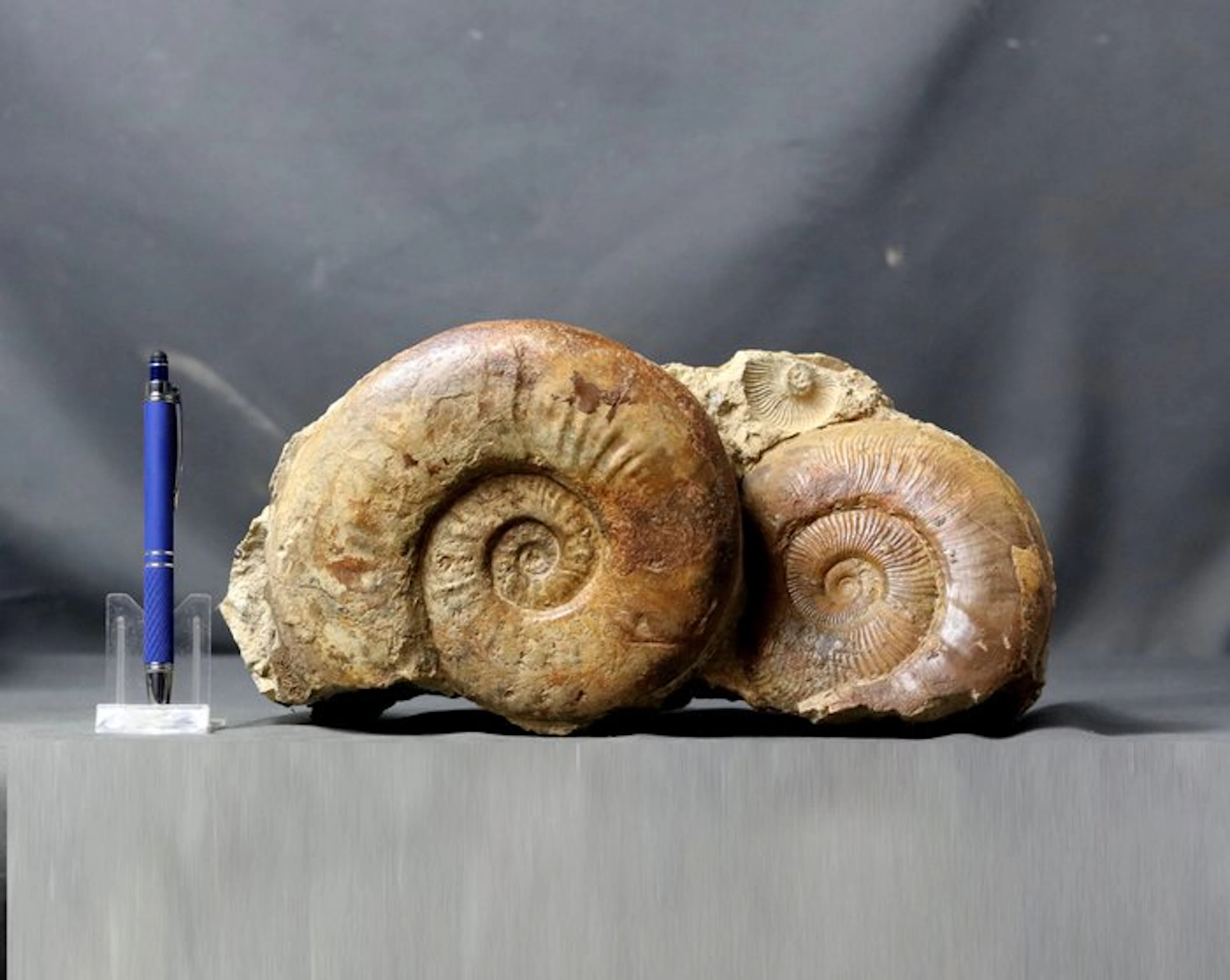 A big one - 2 Fine Ammonites on stone - Fossilised animal...