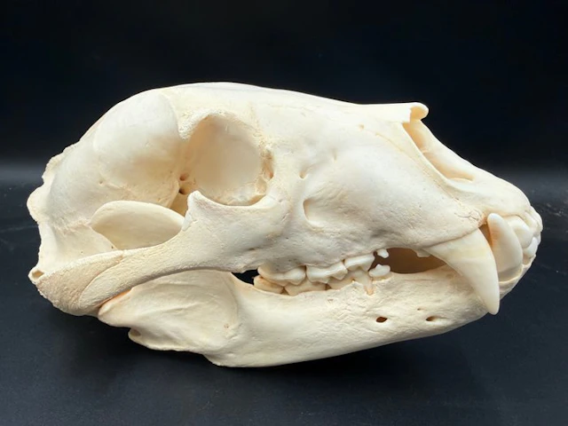 Black Bear Skull - Ursus Americanus - 15 cm - 17.8 cm...