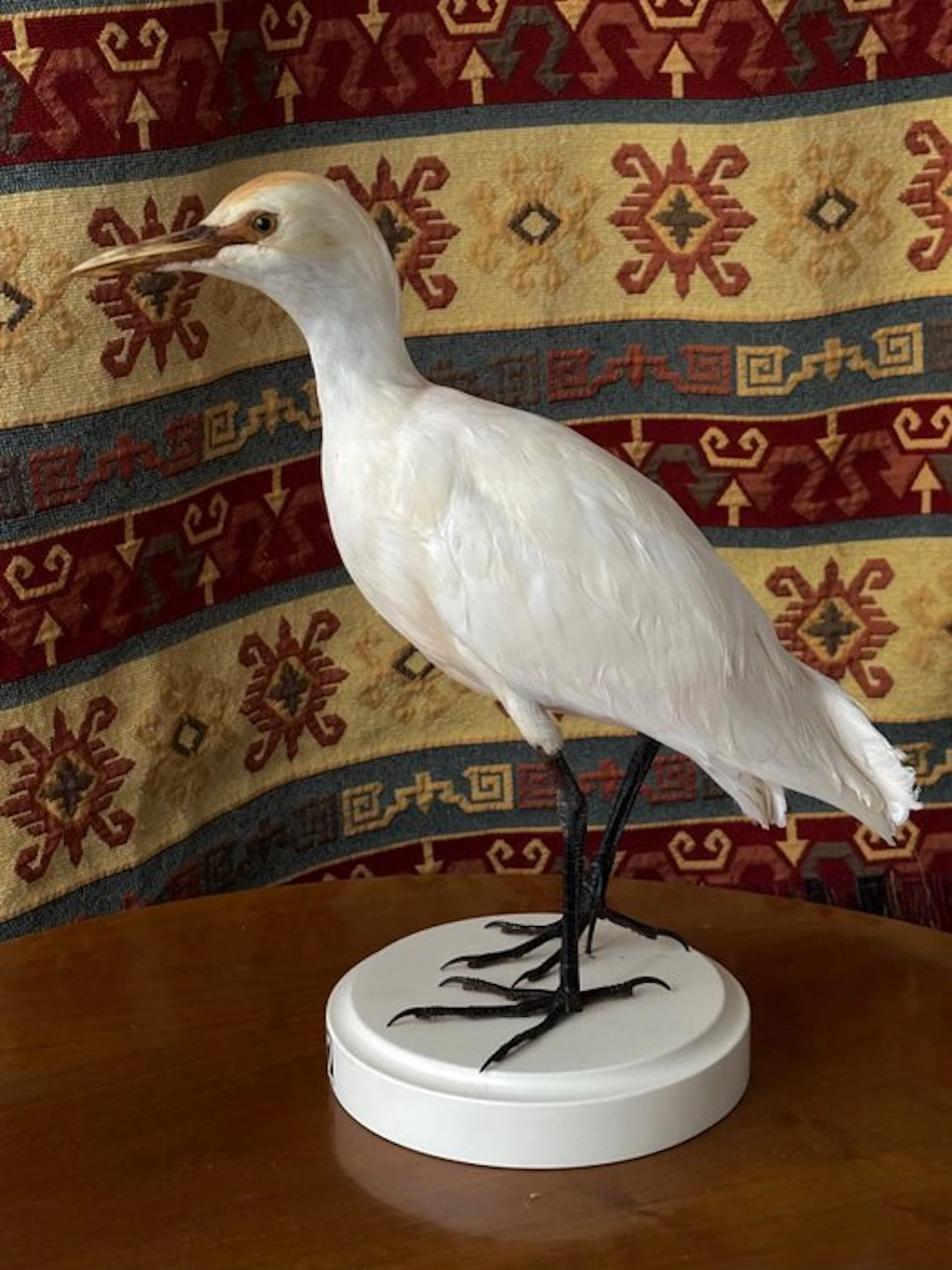 Heron oxguard Taxidermy full body mount - Bubulcus ibis...