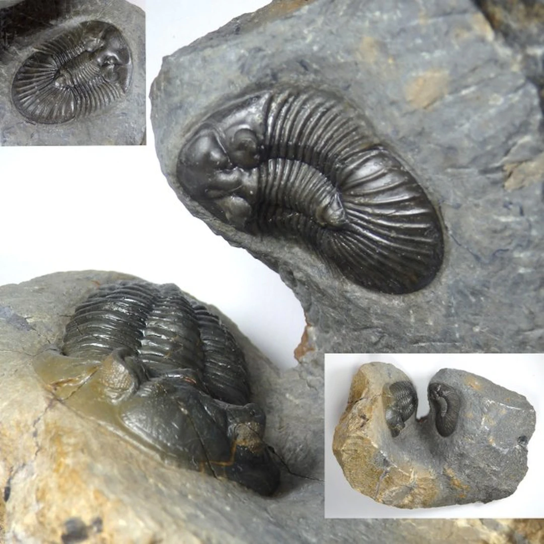 Trilobite - Fossil carapace - Scutellum sp