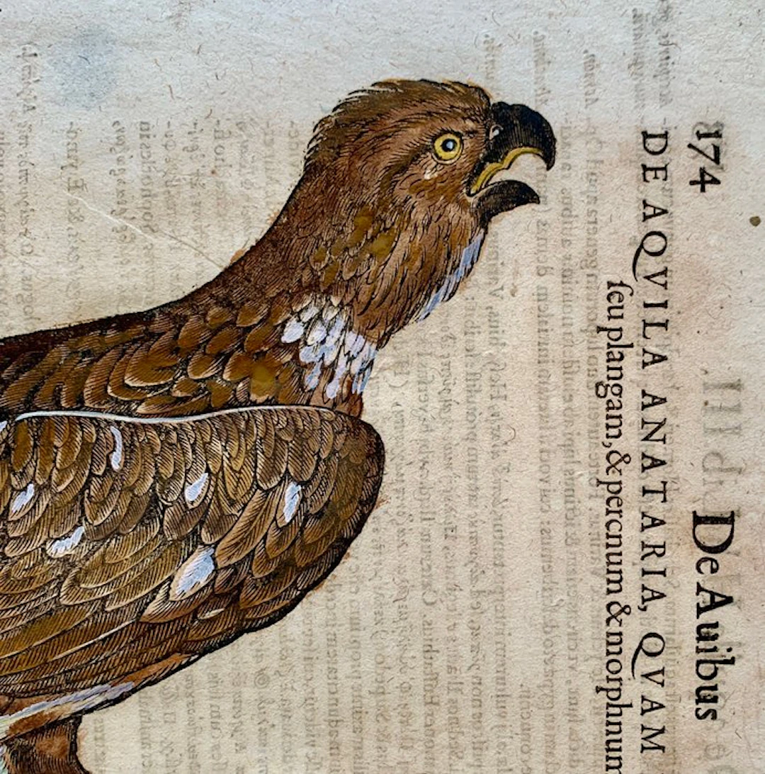 Conrad Gesner - Vogelbuch - 1617