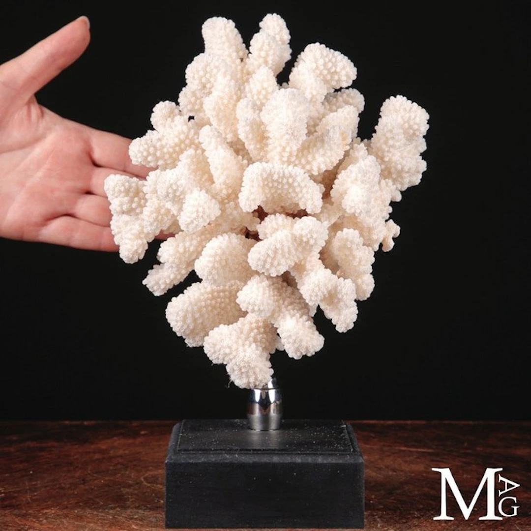 Natural Pocillopora Meandrina White Coral with Delicate...
