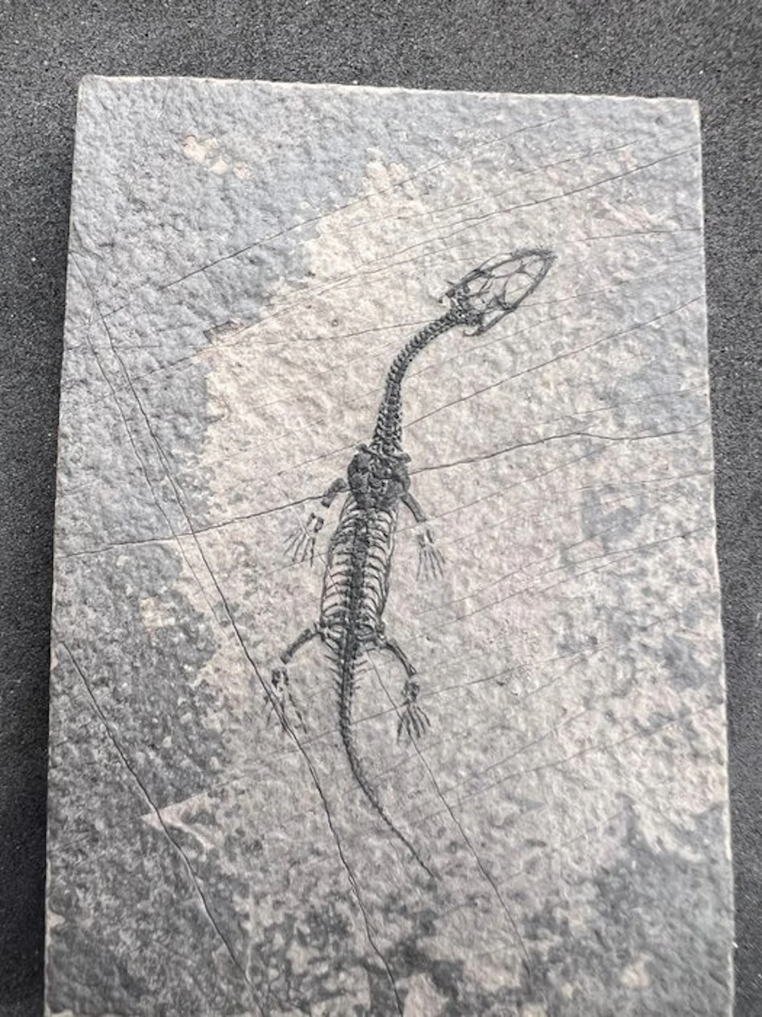 Marine reptile - Fossilised animal - Fossile de...