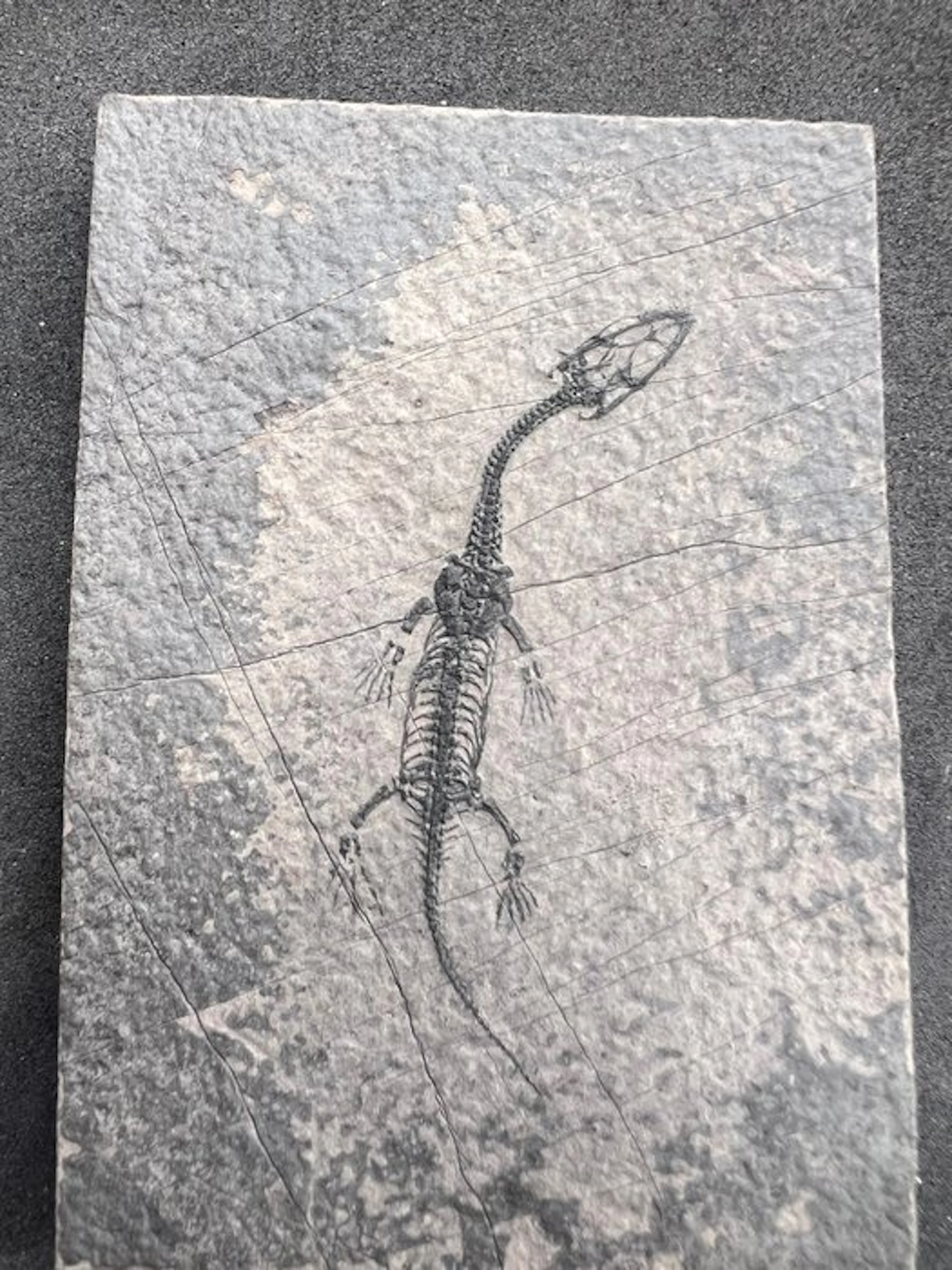 Marine reptile - Fossilised animal - Fossile de...