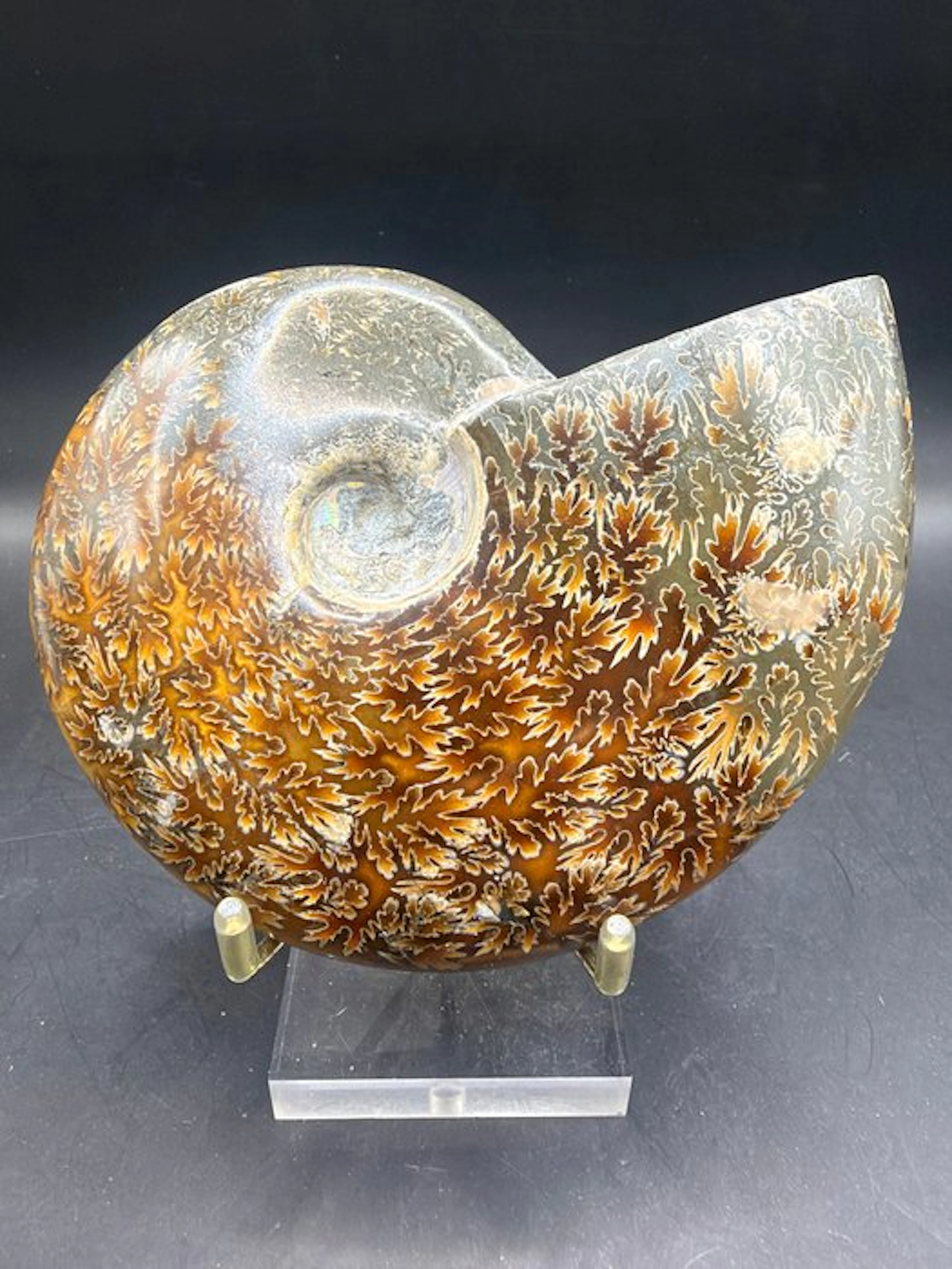 Ammonite - Fossilised animal - Cleoniceras besairei - 12 cm (No reserve price)
