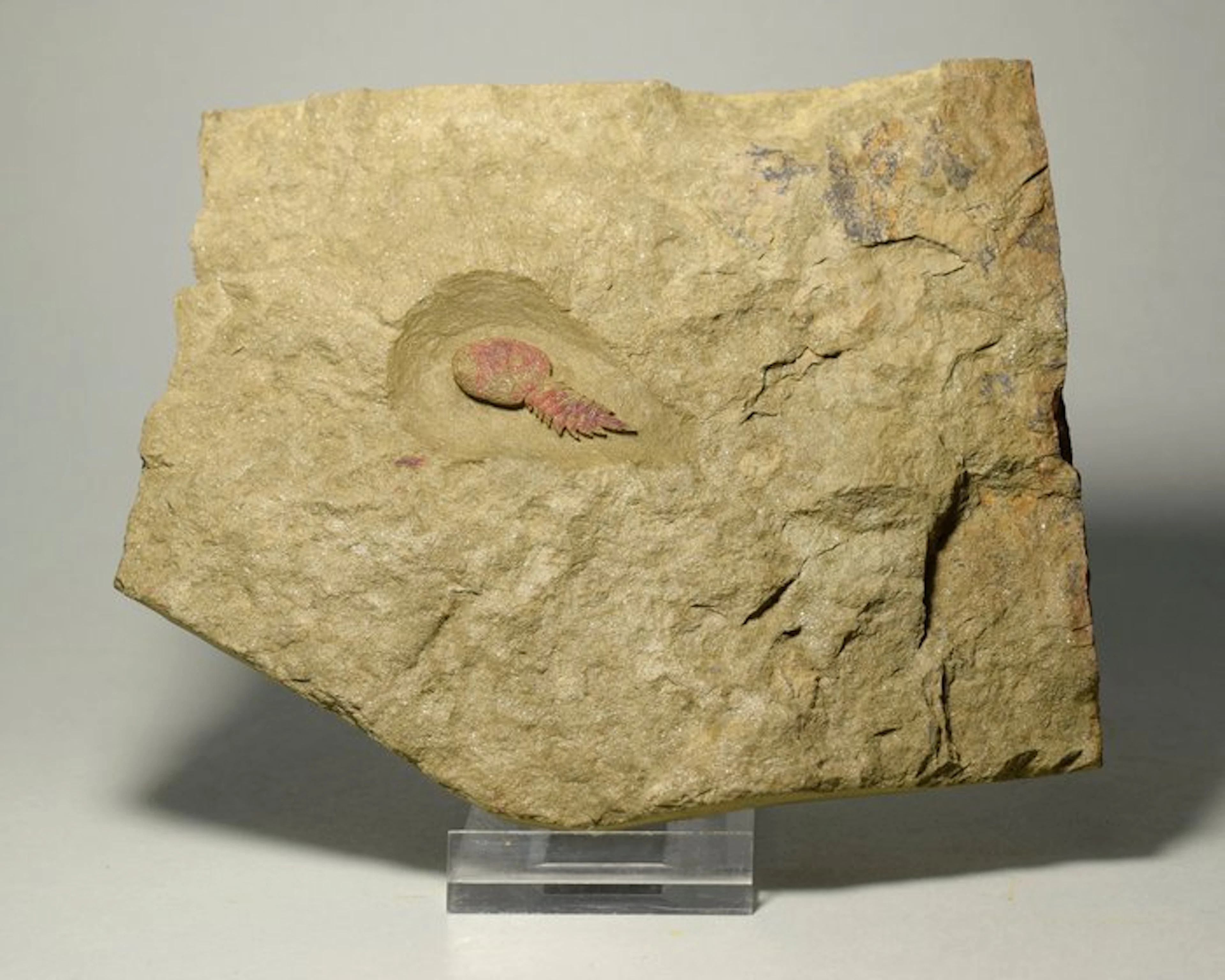 Arthropod - Fossilised animal - Tremaglaspis sp.