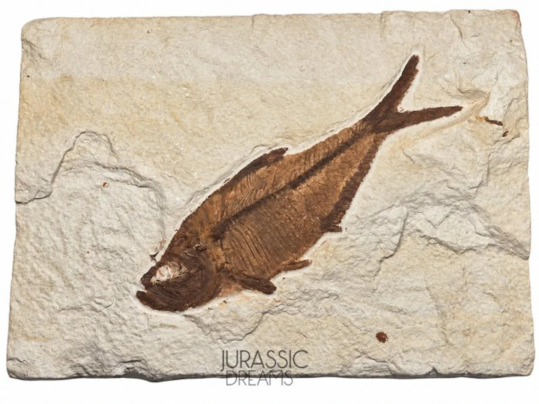 Aesthetic Enhaced Large "Diplomystus dentatus" Fossil...