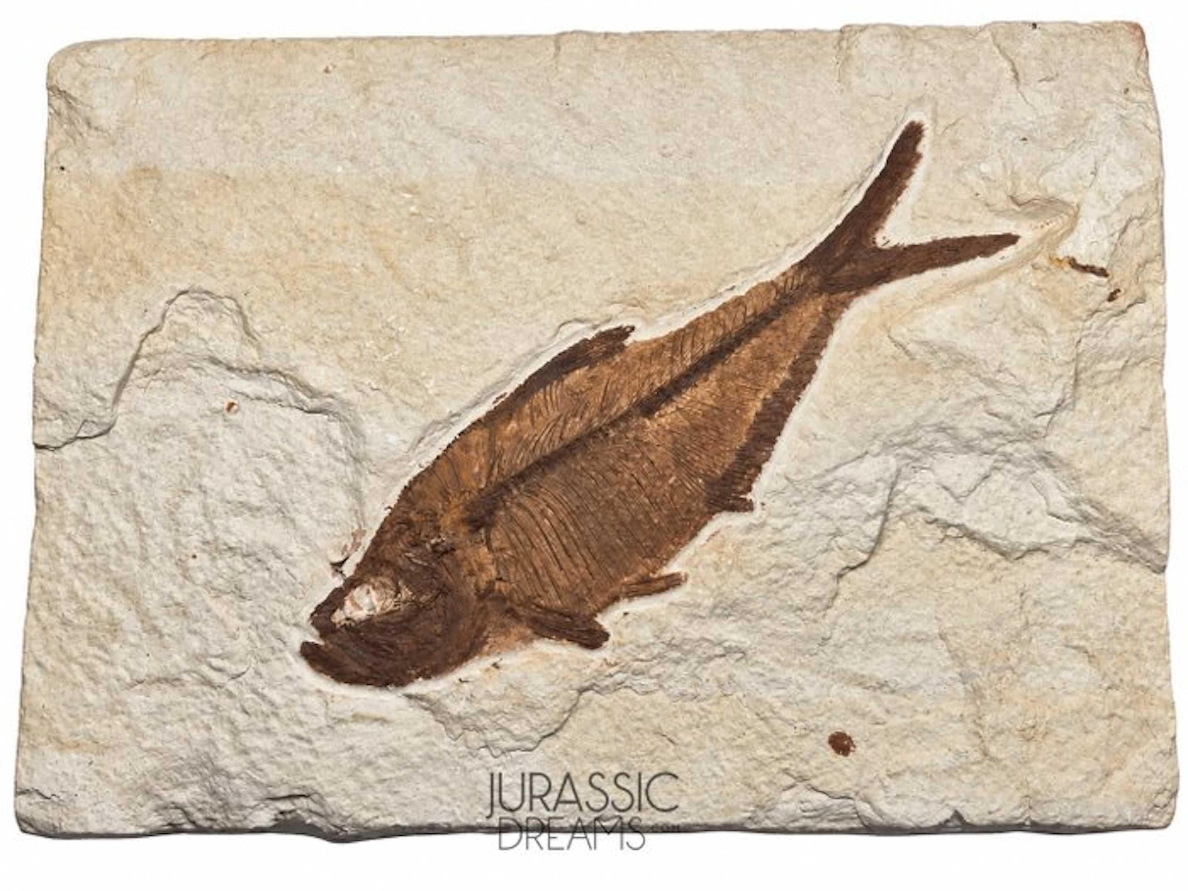 Aesthetic Enhaced Large "Diplomystus dentatus" Fossil...