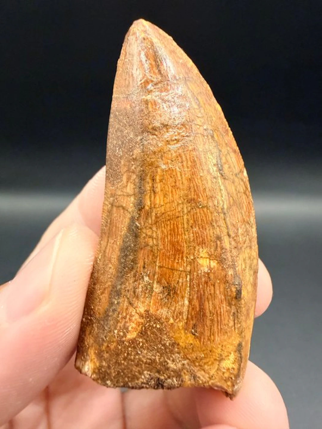 Dinosaur - Fossil tooth - carcharodontosaurus saharicus - 6.2 cm