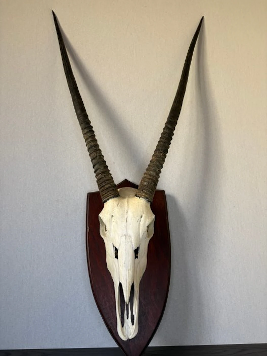 Oryx Mammal skull - Oryx gazella - 115 cm - 60 cm - 20 cm...