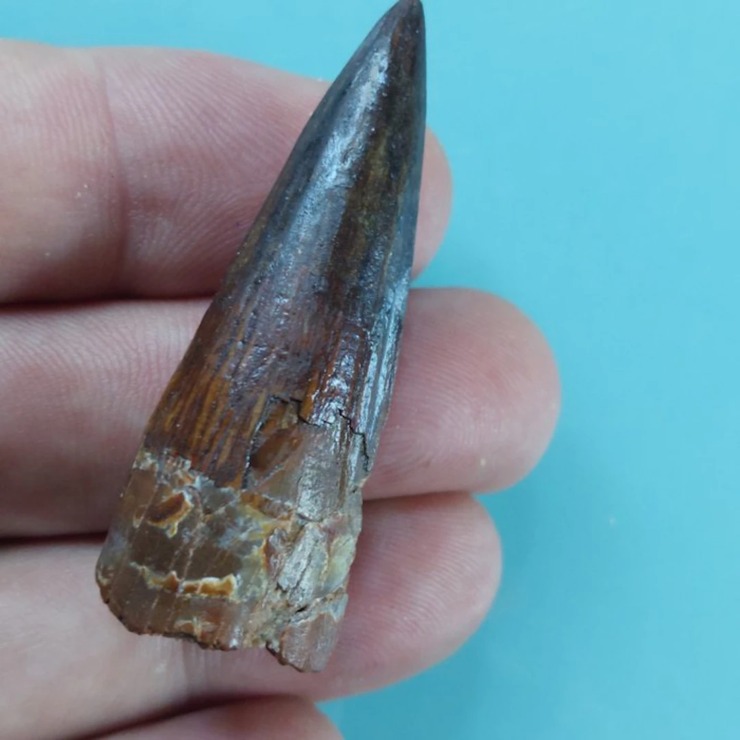 Spinosaur - Fossil tooth - 55 mm - 20 mm