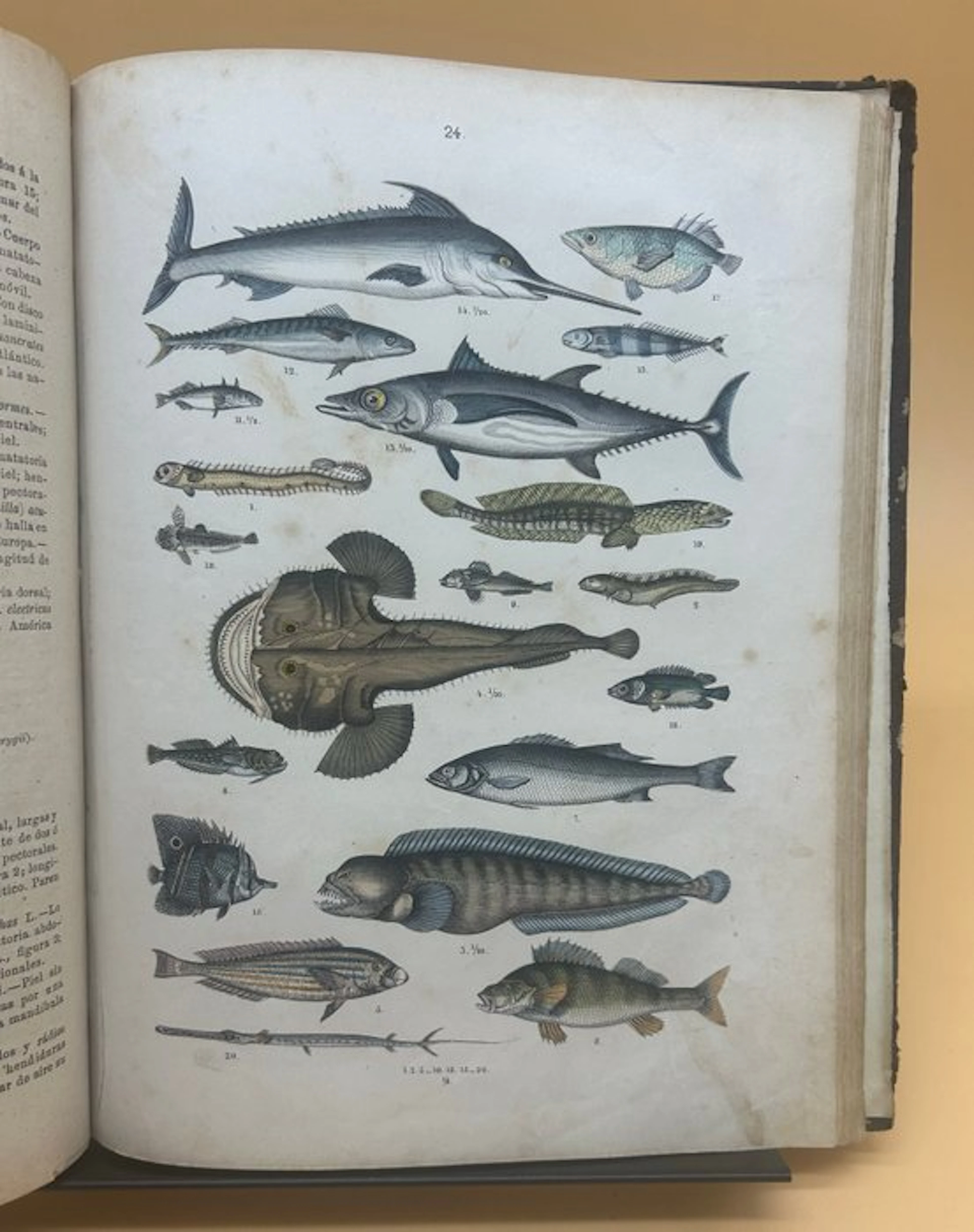 Traugott Bromme - Atlas sistemático de historia natural...