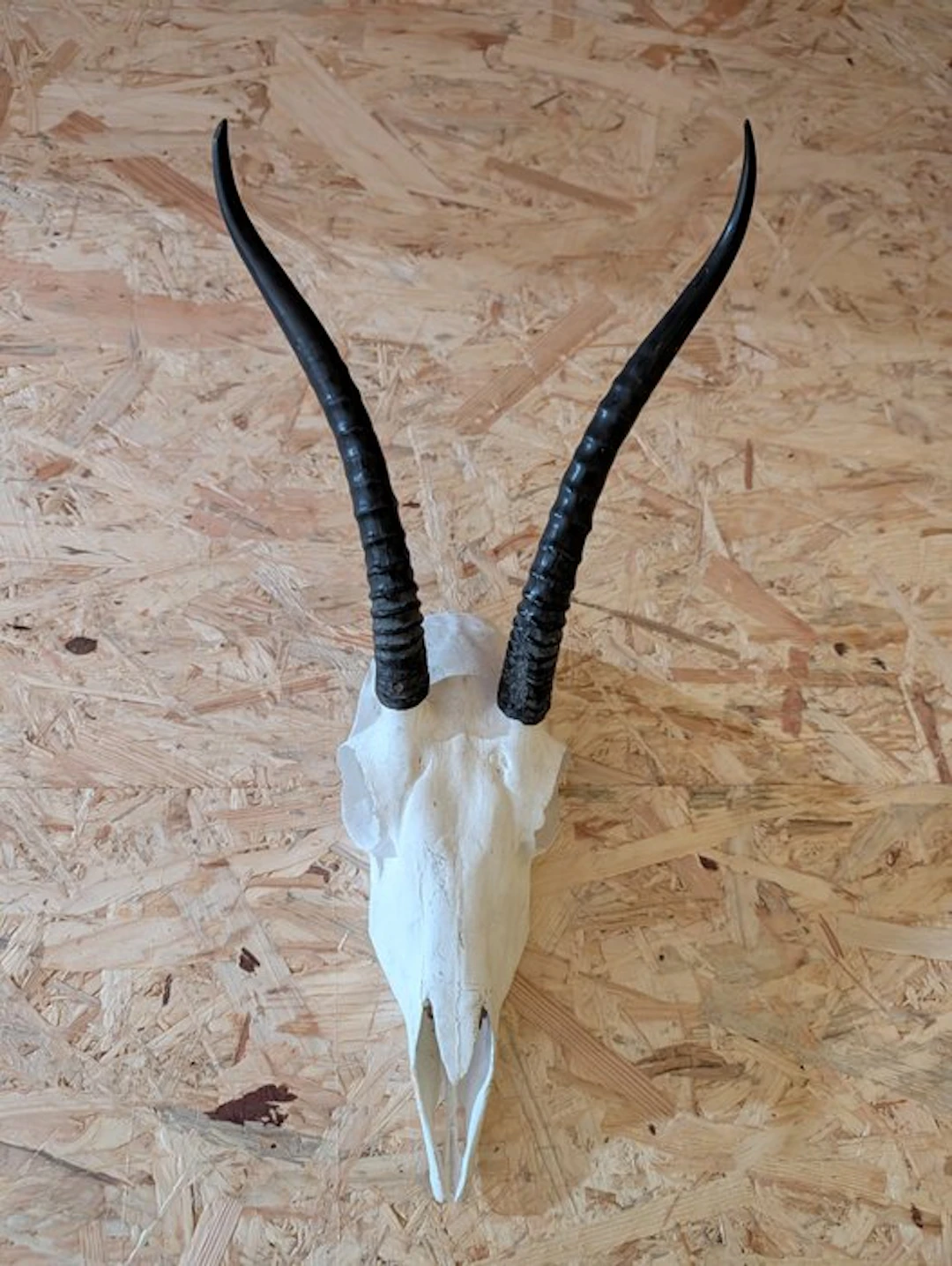 Grant's Gazelle Trophy on Shield Taxidermy wall mount...