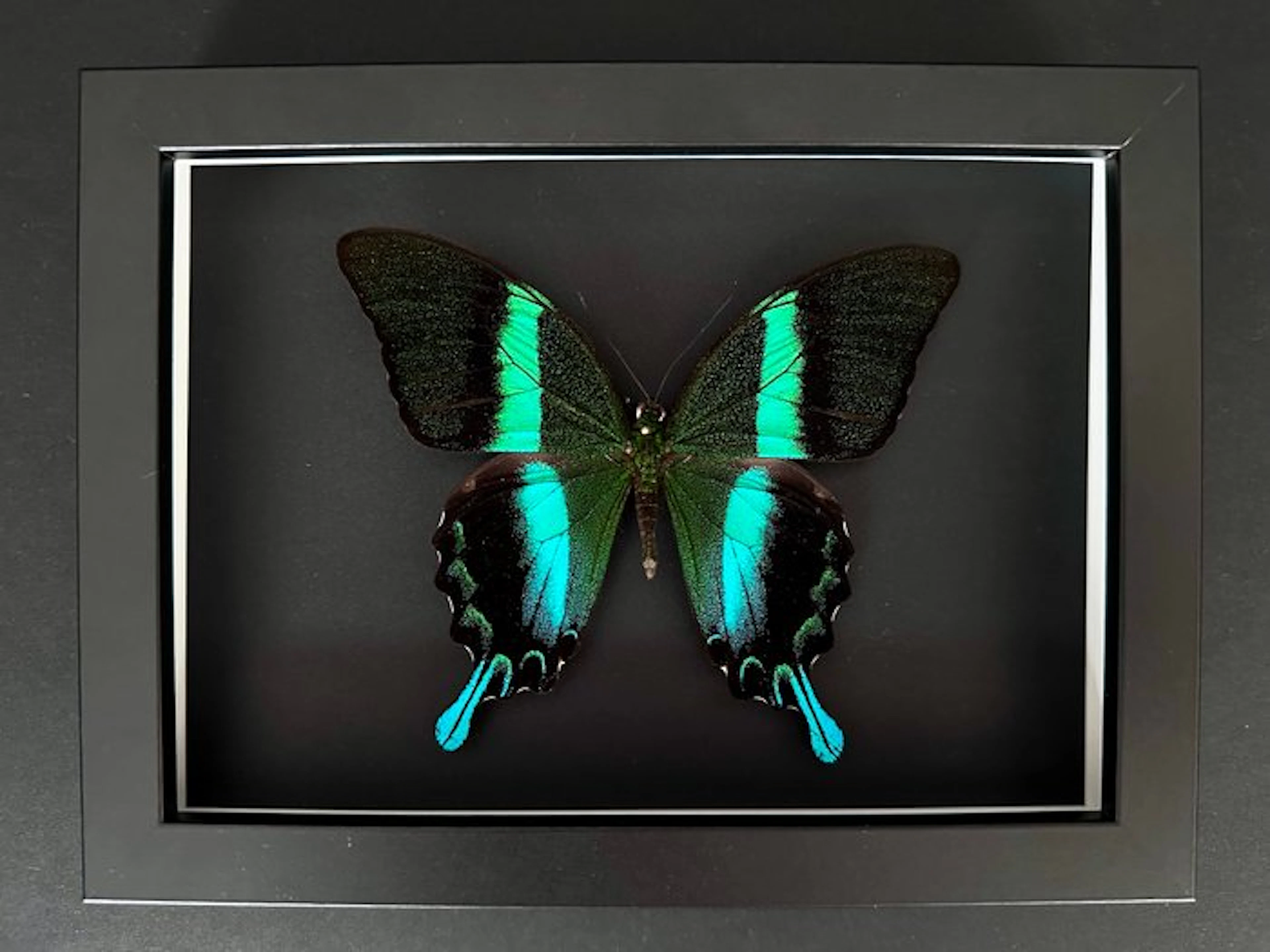 Butterfly Taxidermy full body mount - Papilio Blumei - 15...