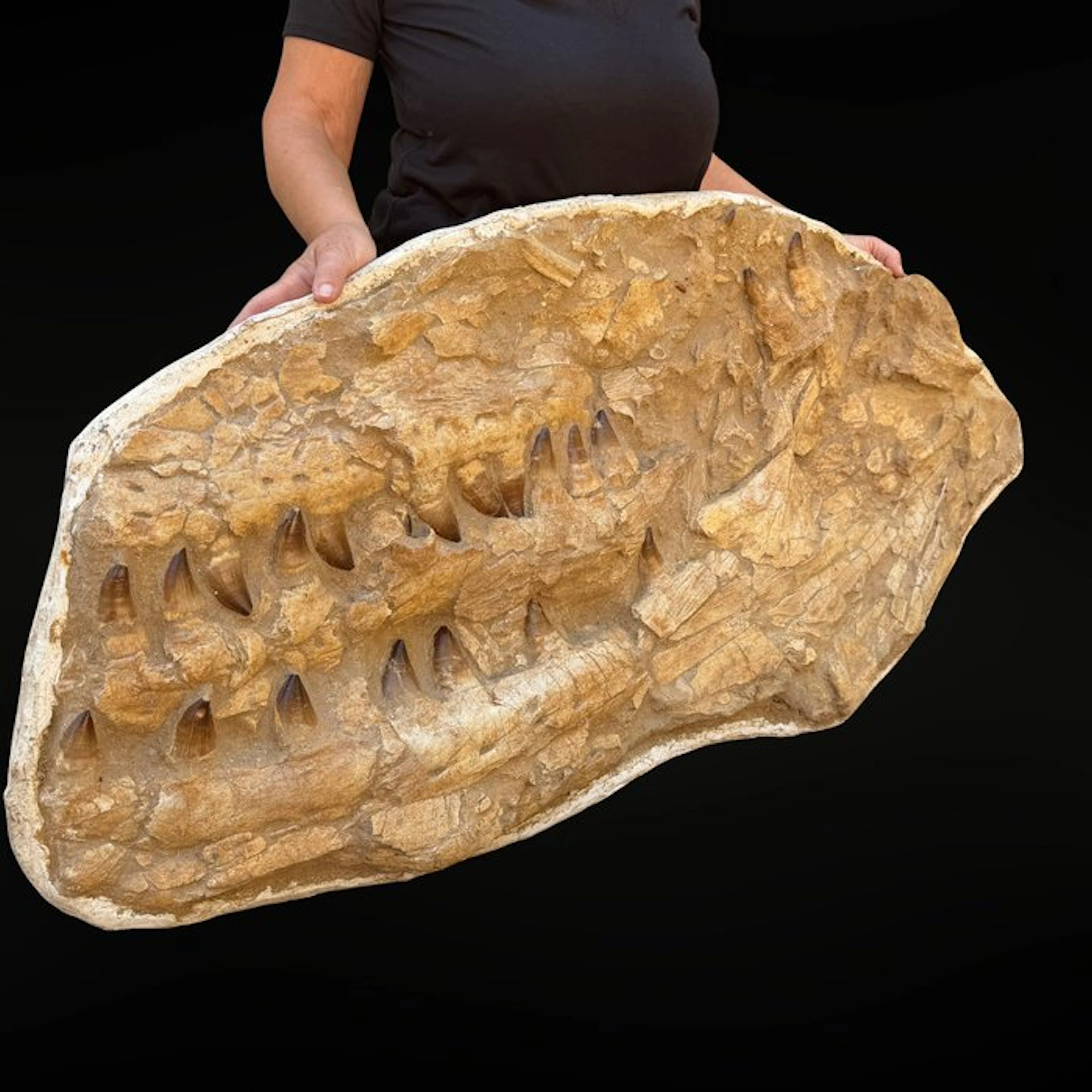 Spectacular Mosasaur Jaw Prognathodon – Authentic Natural...