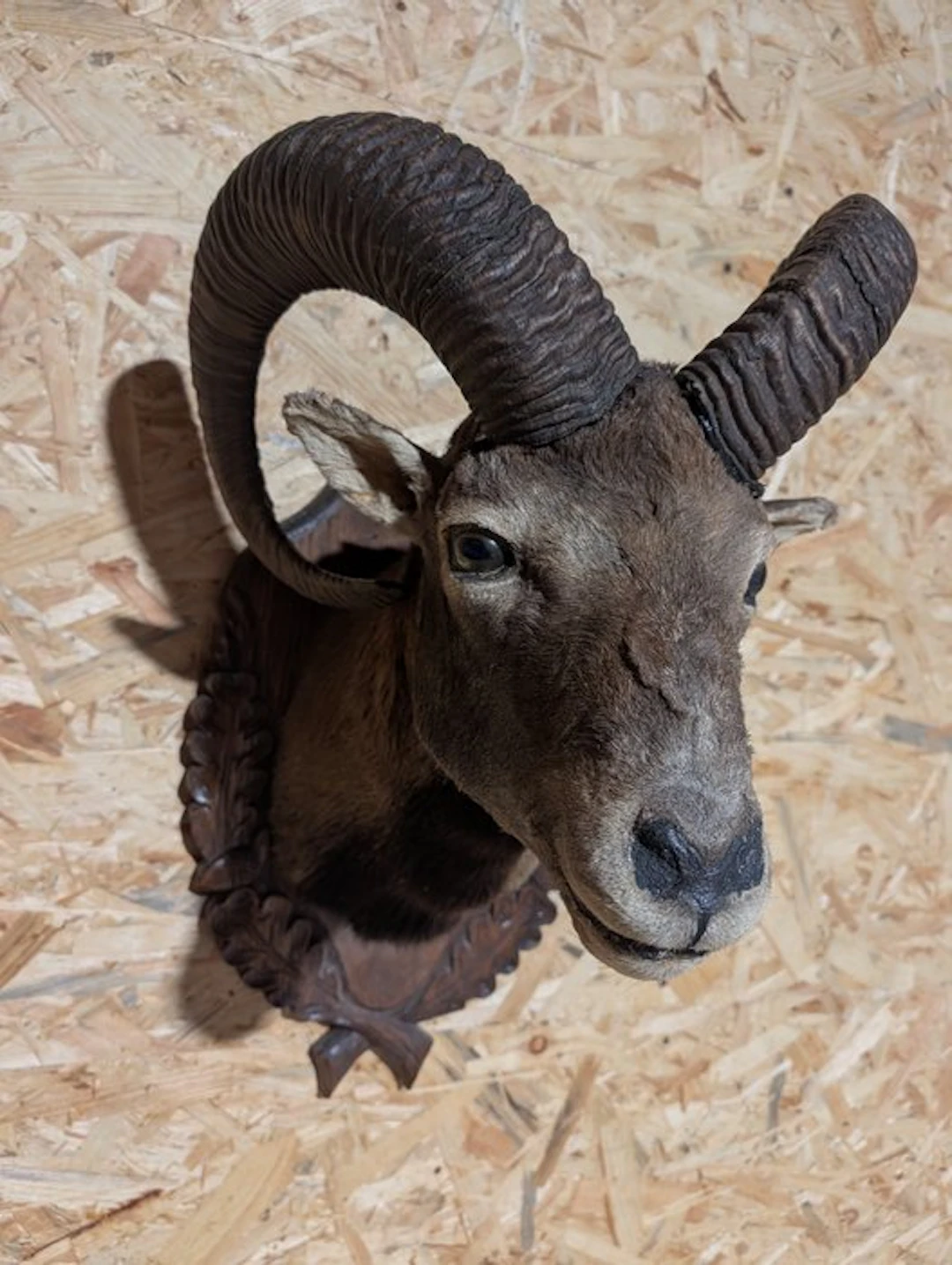 Mouflon Taxidermy wall mount - Ovis aries musimon - 63 cm...