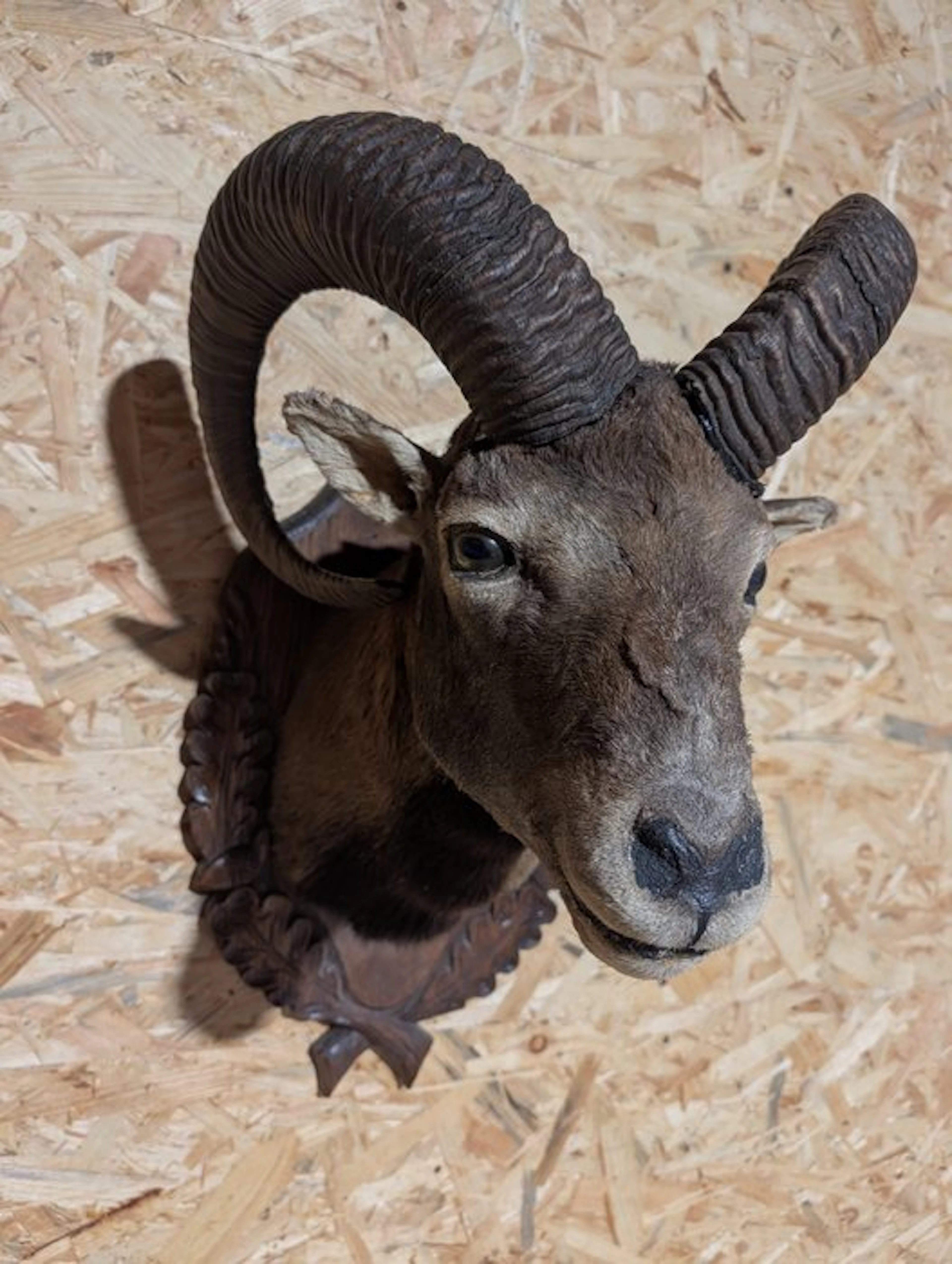 Mouflon Taxidermy wall mount - Ovis aries musimon - 63 cm...