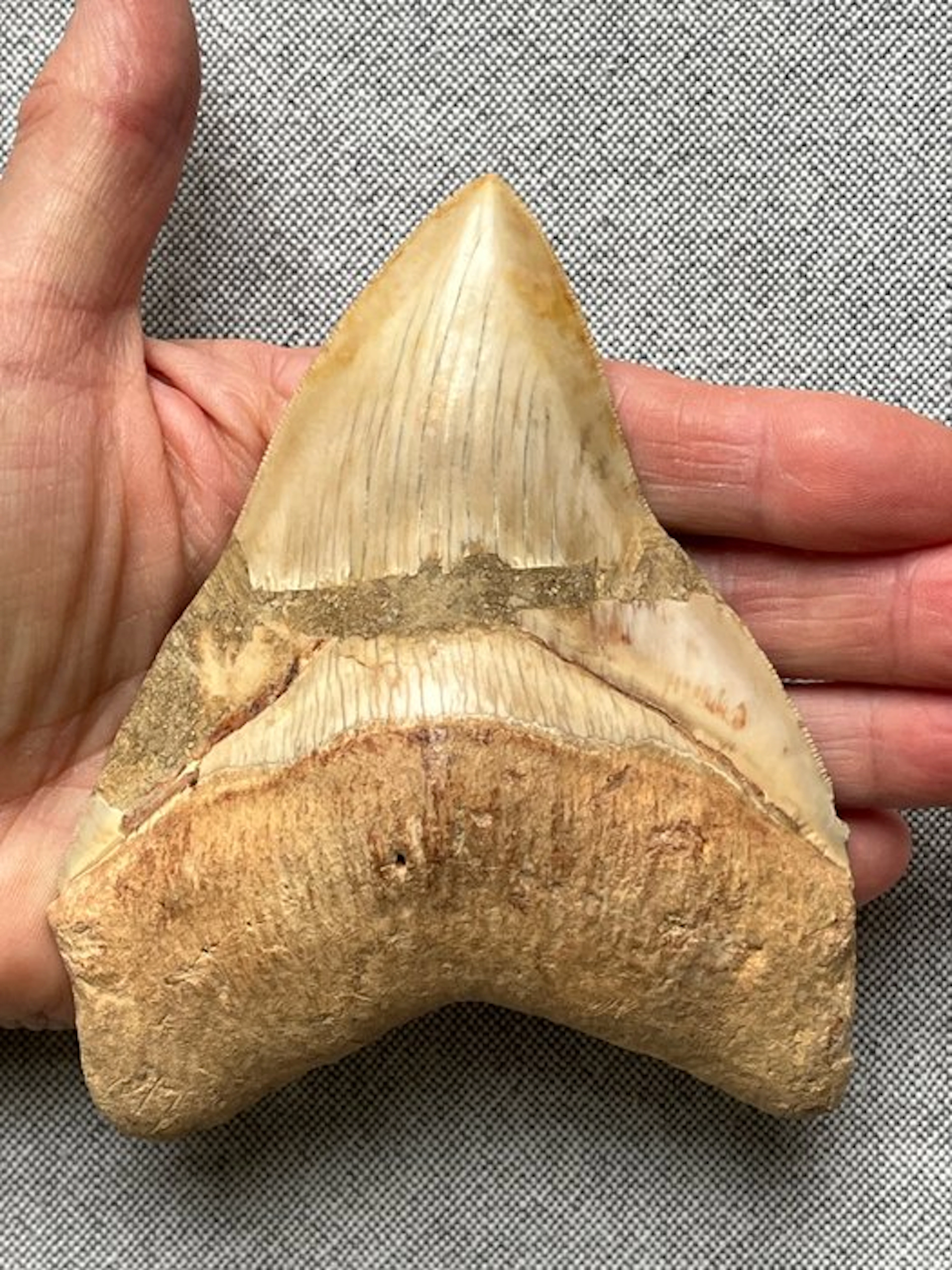 Megalodon tooth 12,6 cm - Fossil tooth - Carcharocles megalodon
