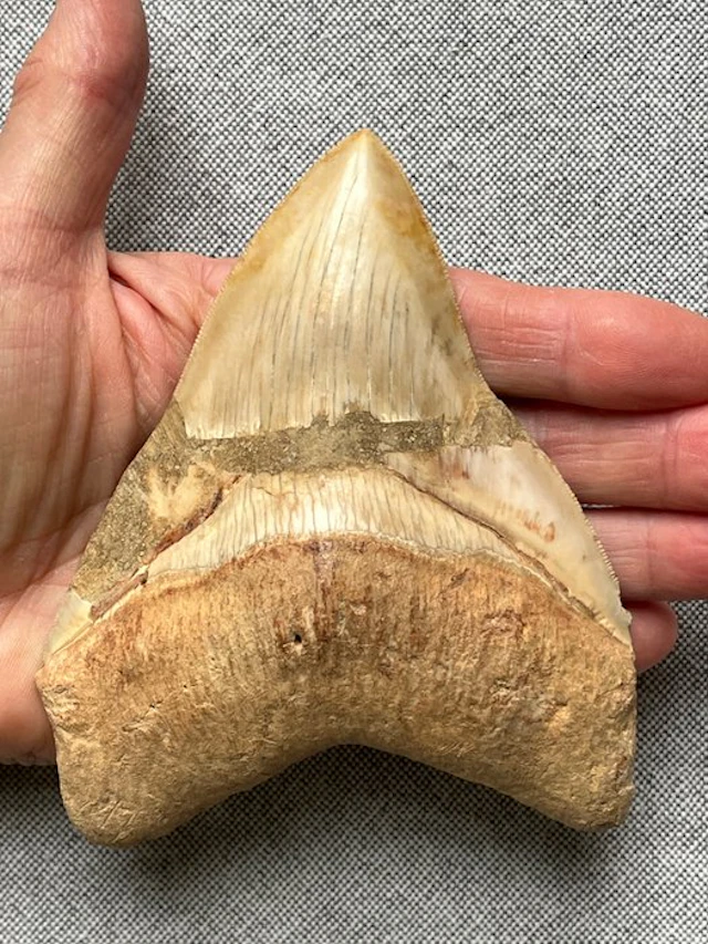 Megalodon tooth 12,6 cm - Fossil tooth - Carcharocles...