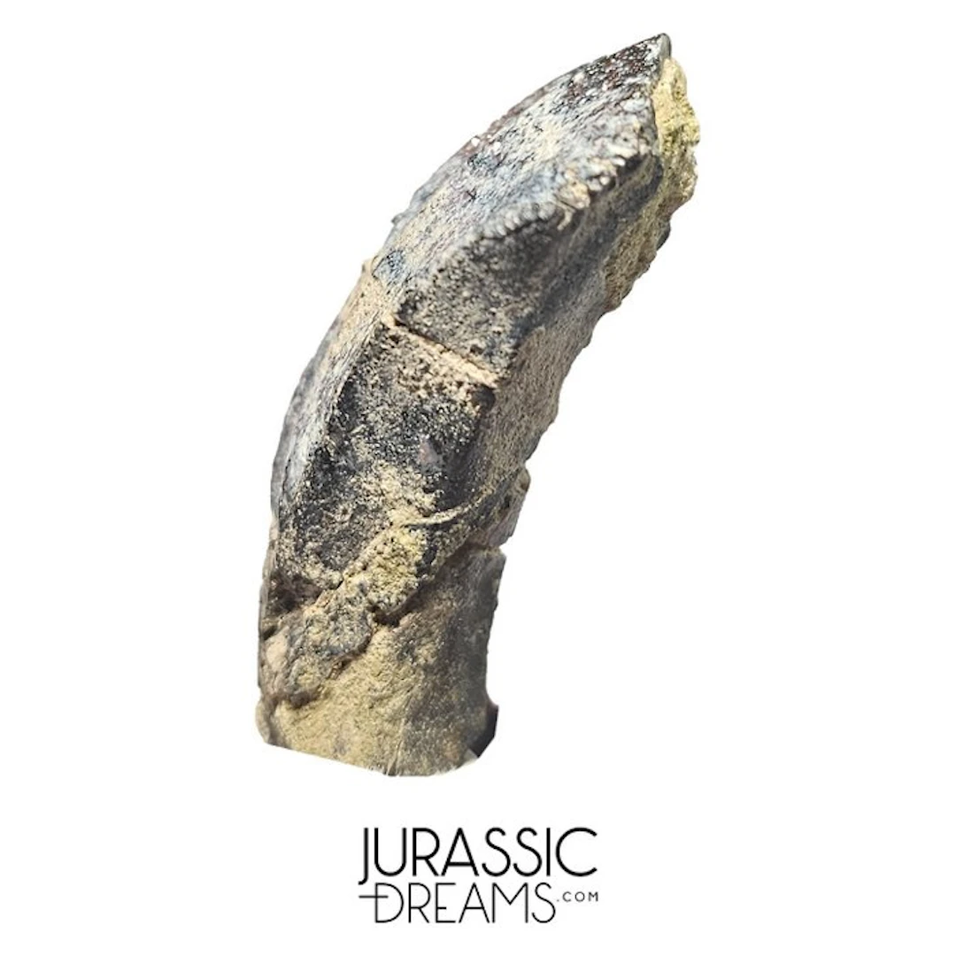 Huge Rooted Rare Iguanodontian cf Ouranosaurus Dinosaur...
