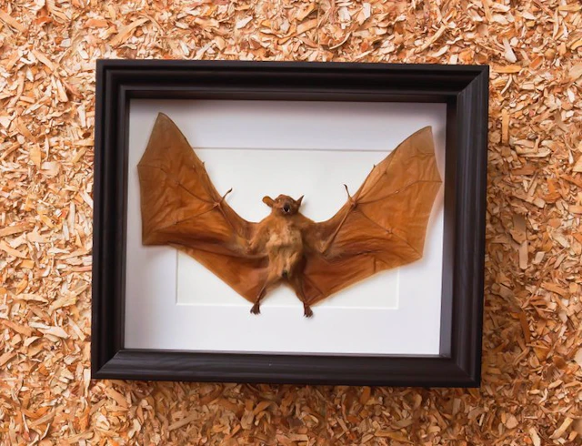 Painted Vesper Bat - framed Taxidermy full body mount...