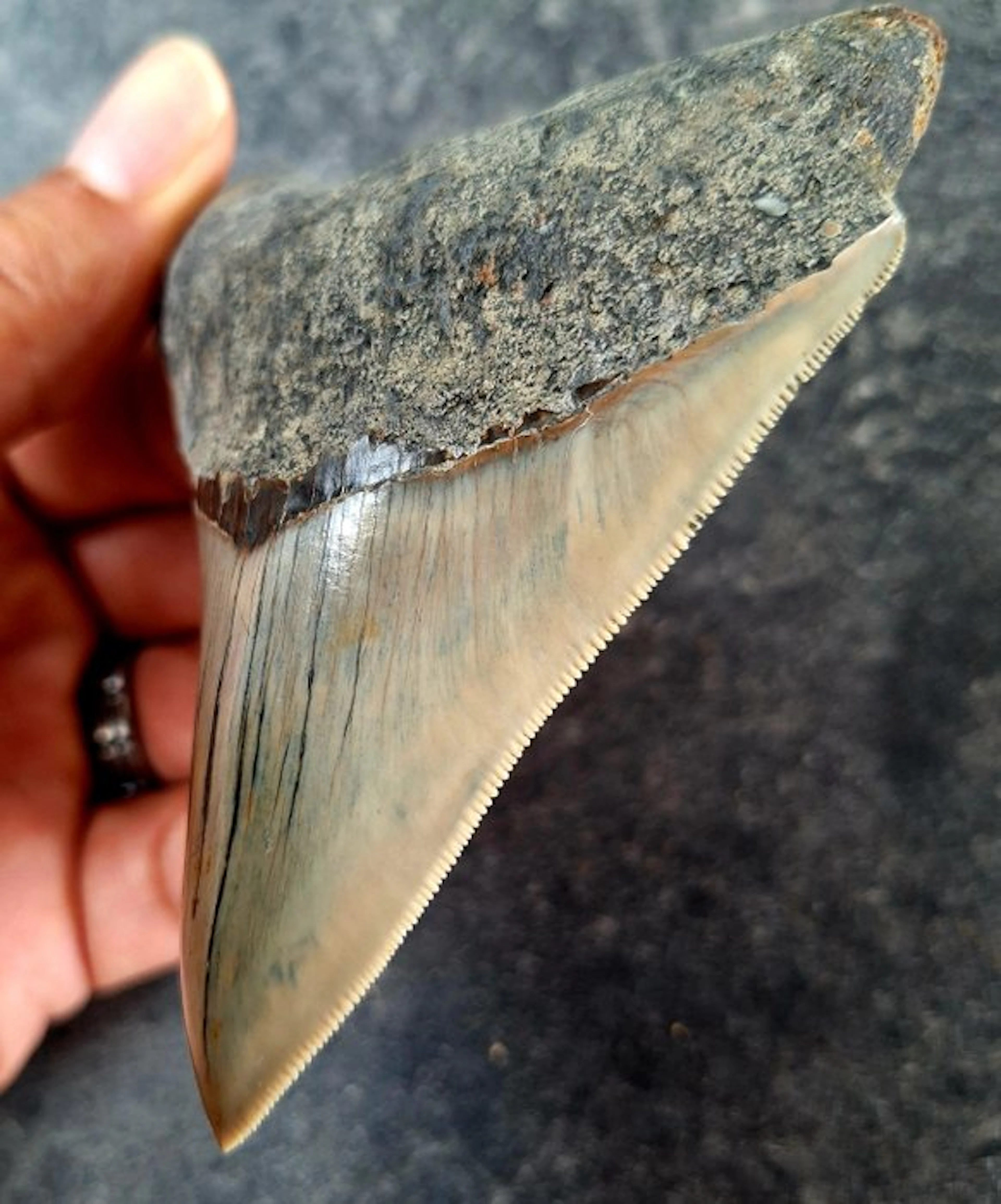 Megalodon - Fossil tooth - 10.4 cm - 8.4 cm