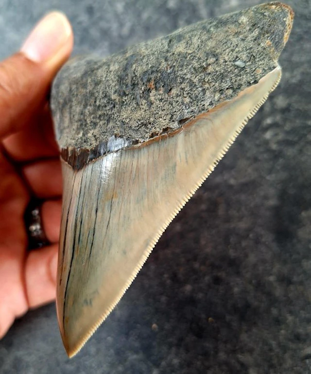 Megalodon - Fossil tooth - 10.4 cm - 8.4 cm